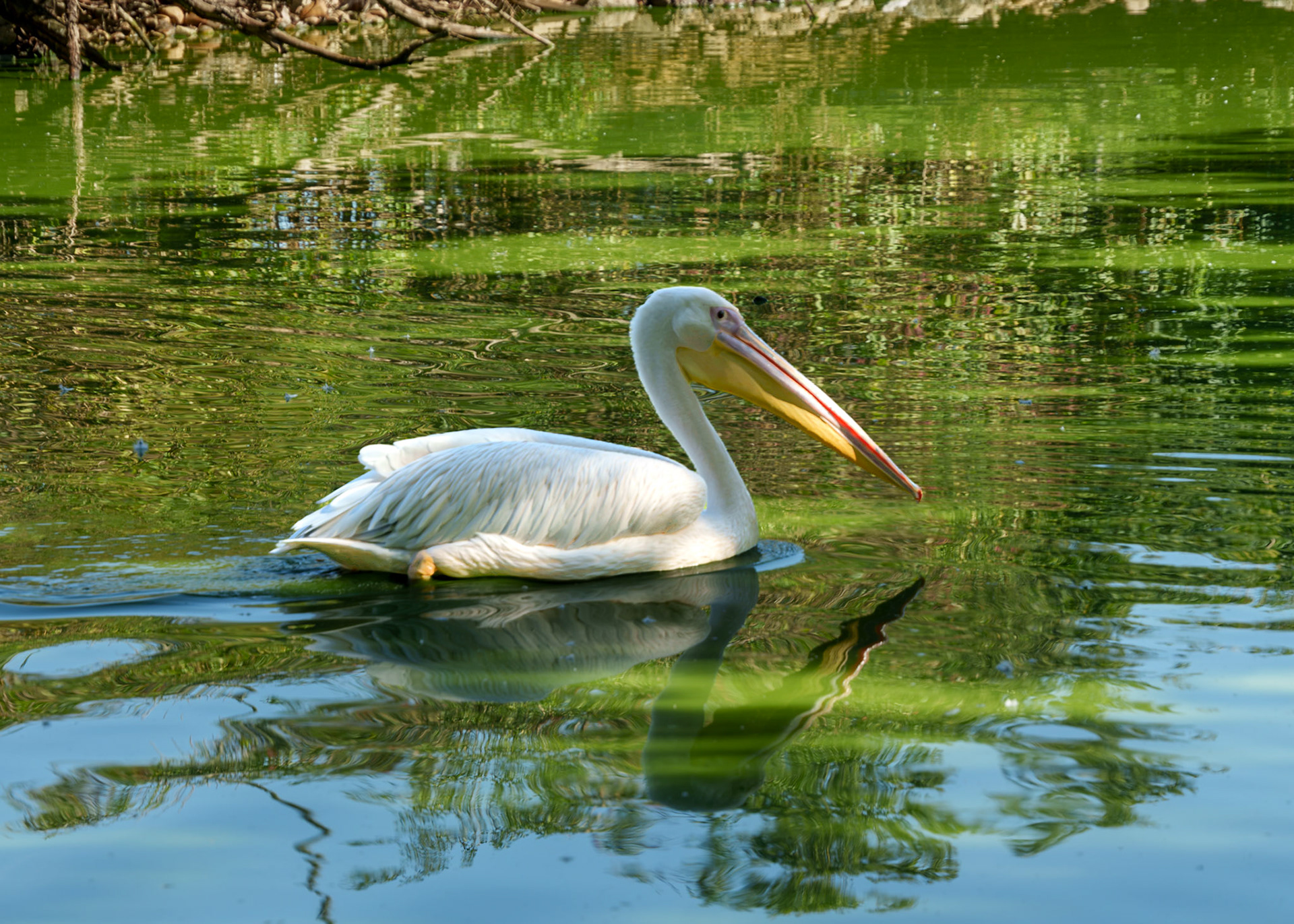 Parc aux oiseaux 10