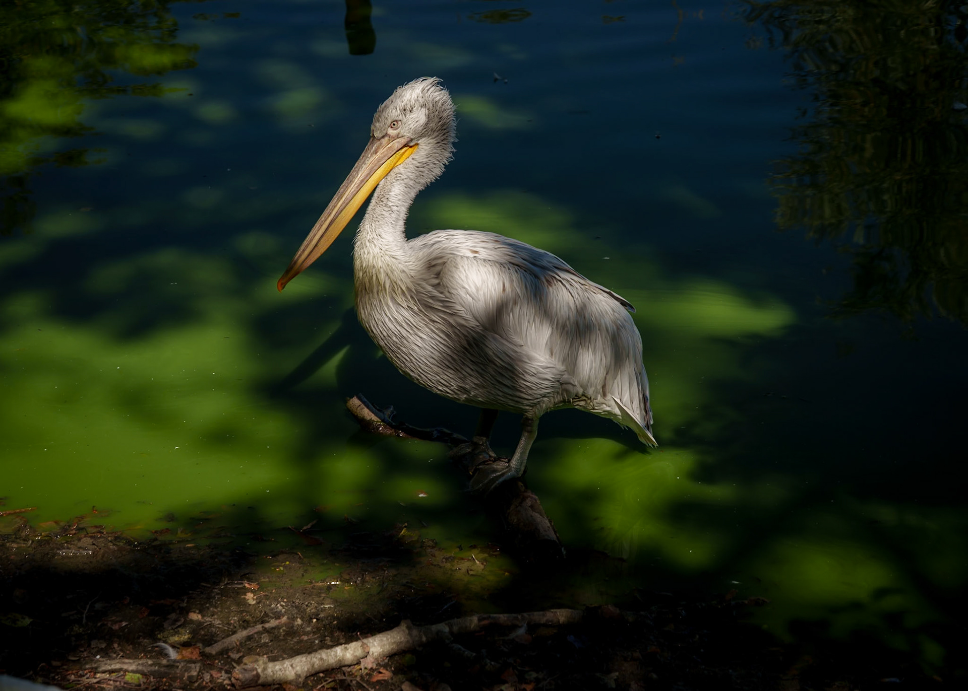 Parc aux oiseaux 9