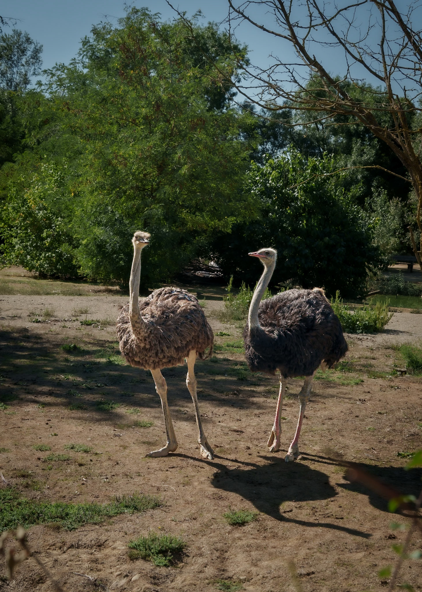 Parc aux oiseaux 4