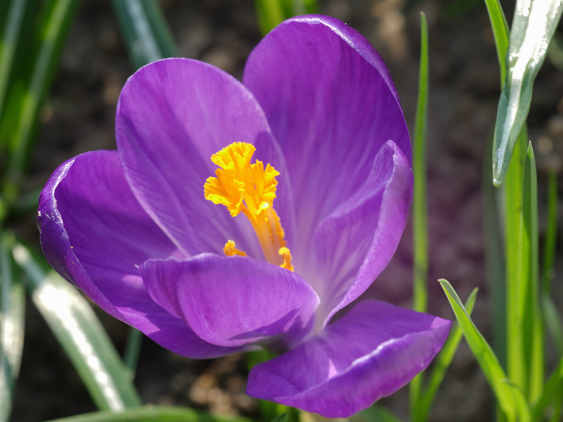Dans notre jardin !