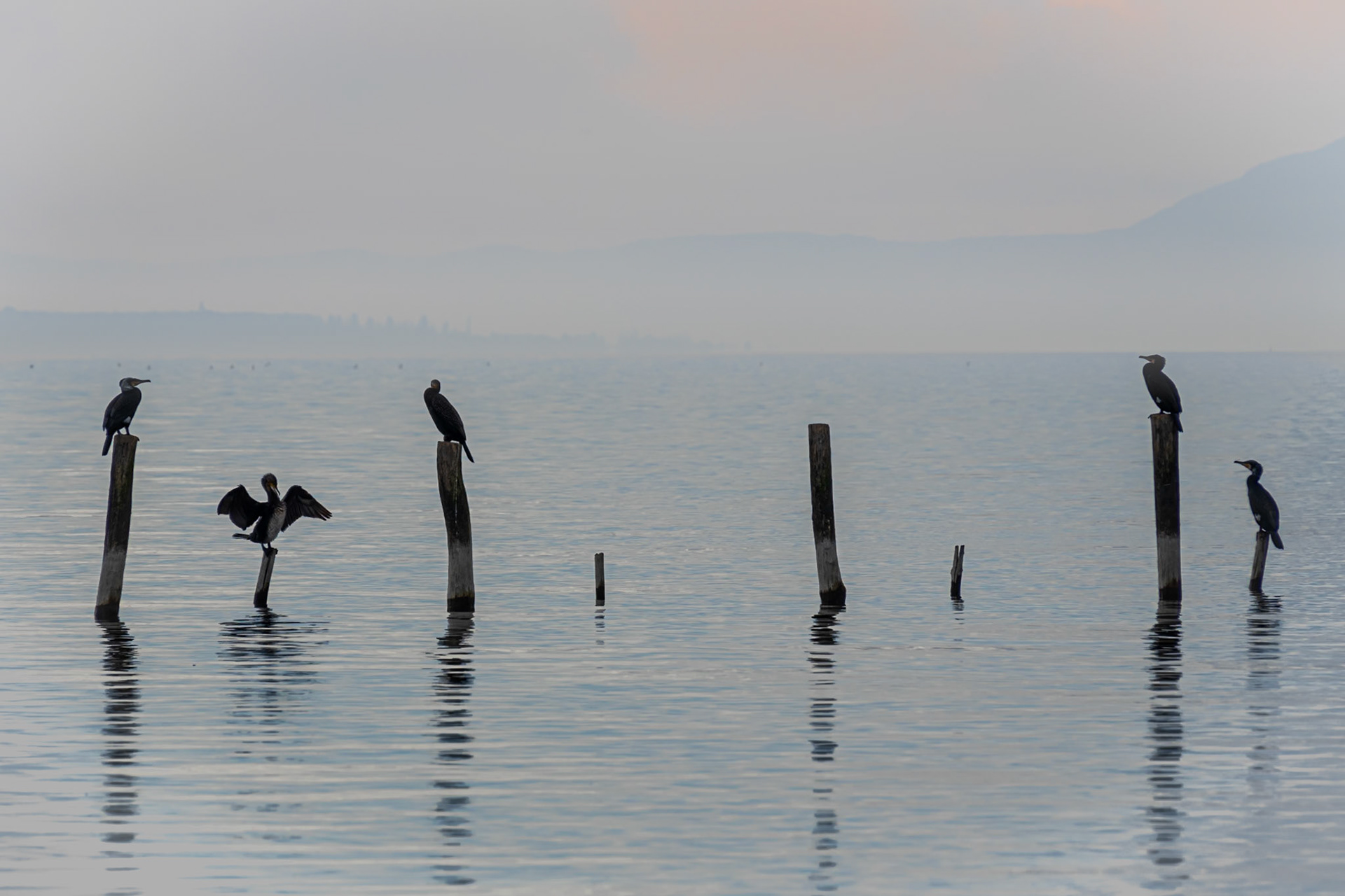 Cormorans