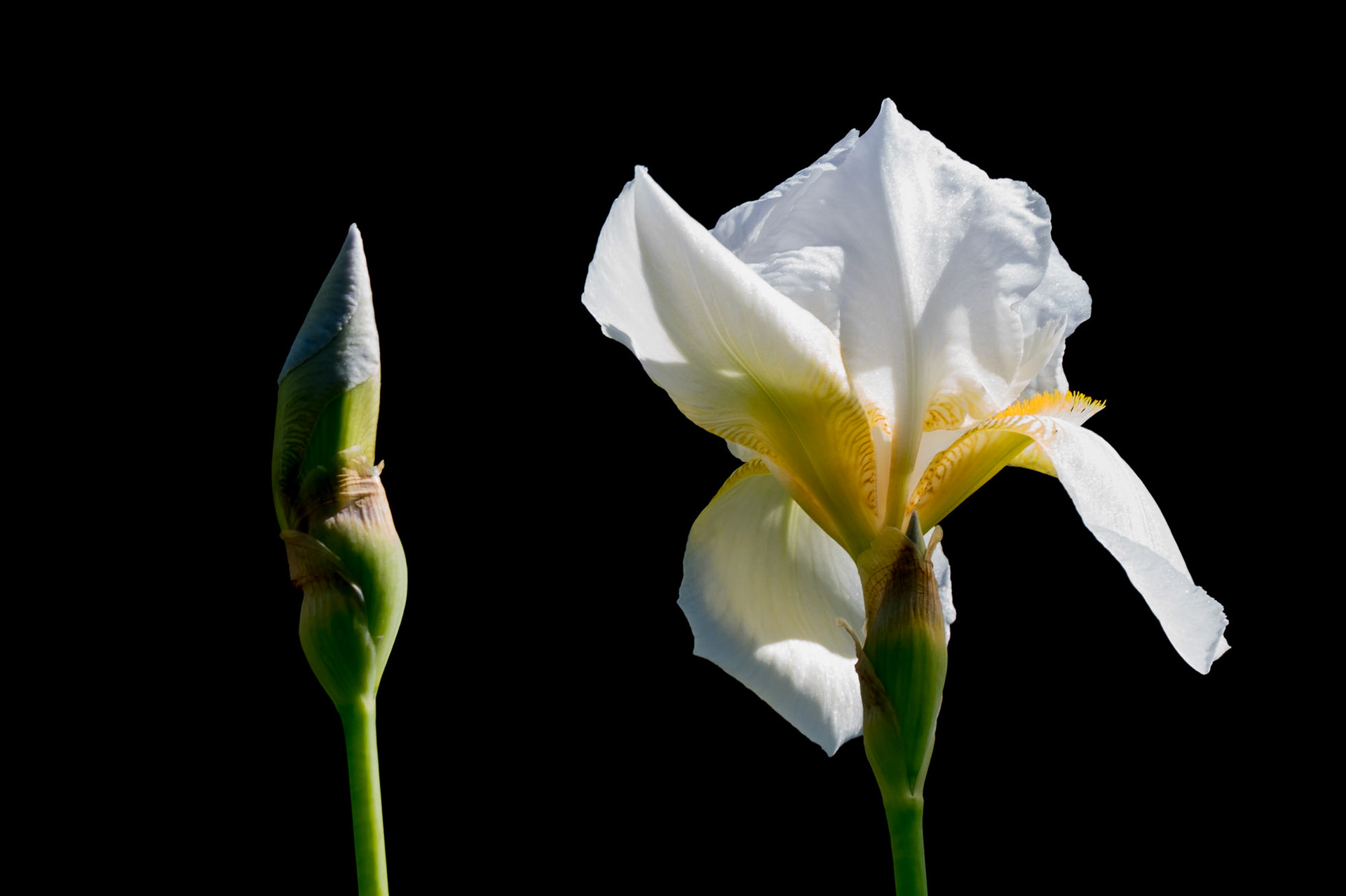 Première fleur d'Iris au jardin