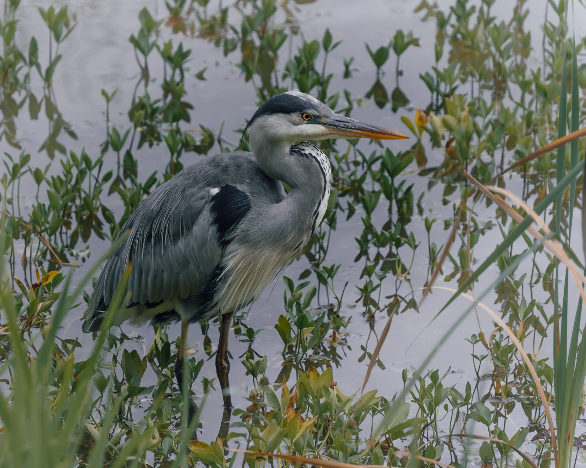 Au bord de l'étang II