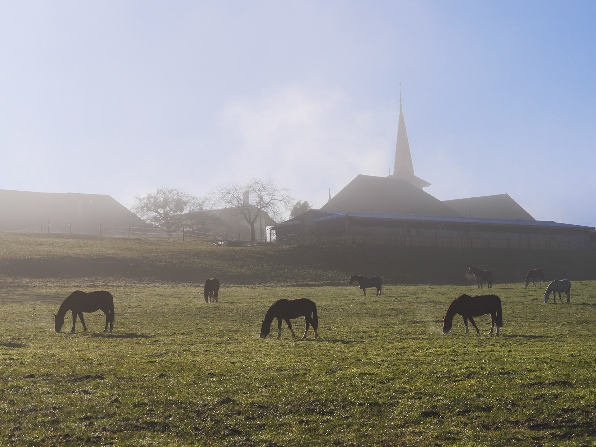 Chevaux et brouillard