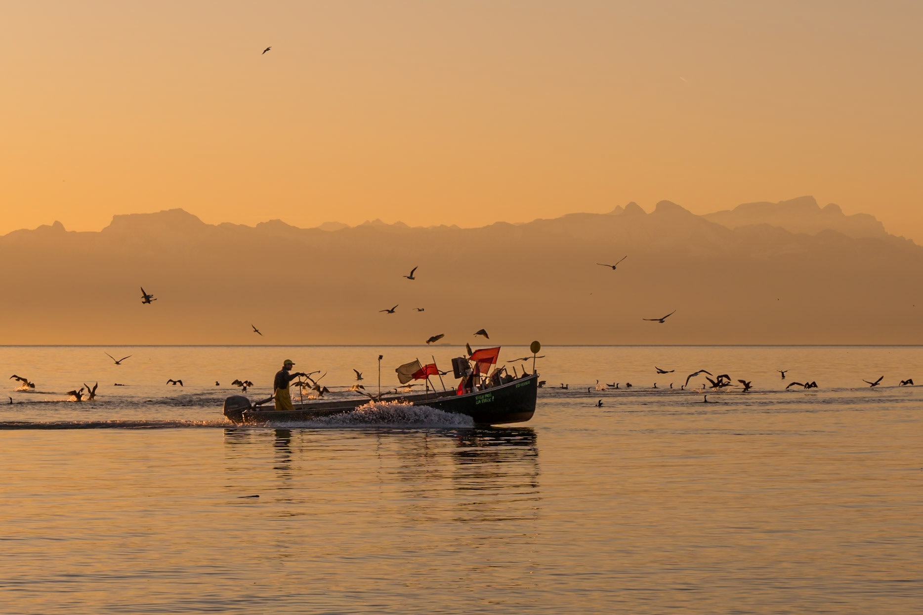 Le pêcheur et les oiseaux