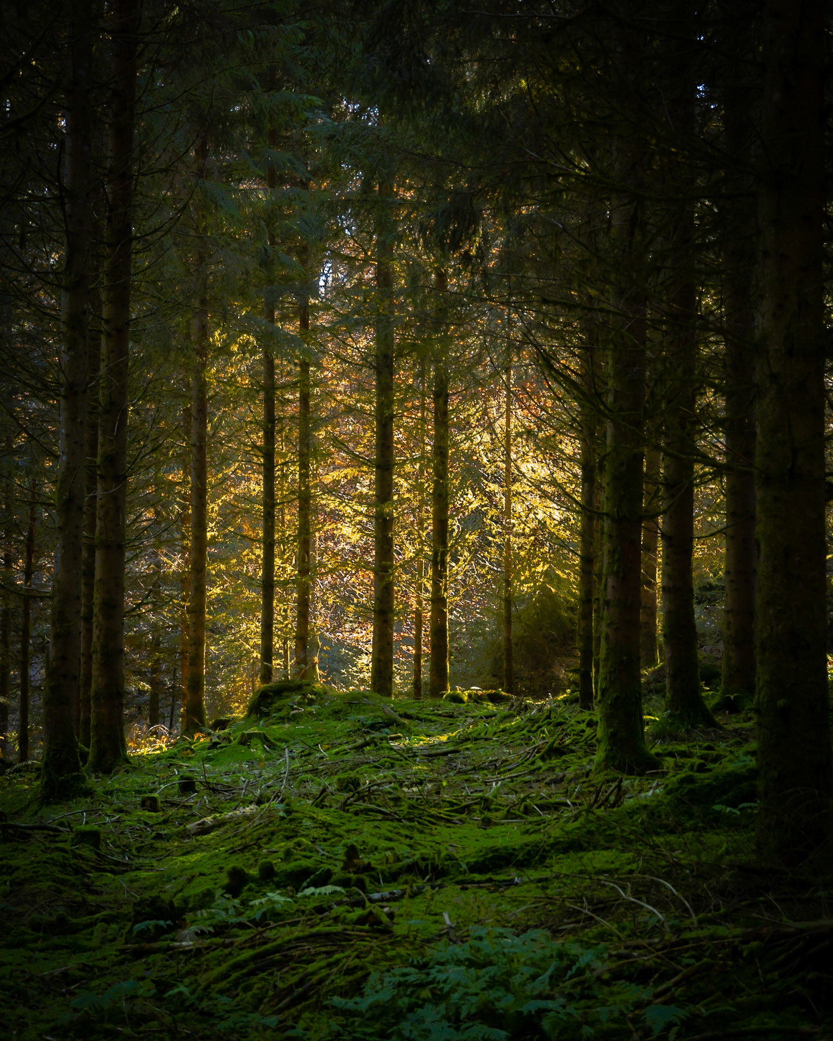 Lumière au fond des bois