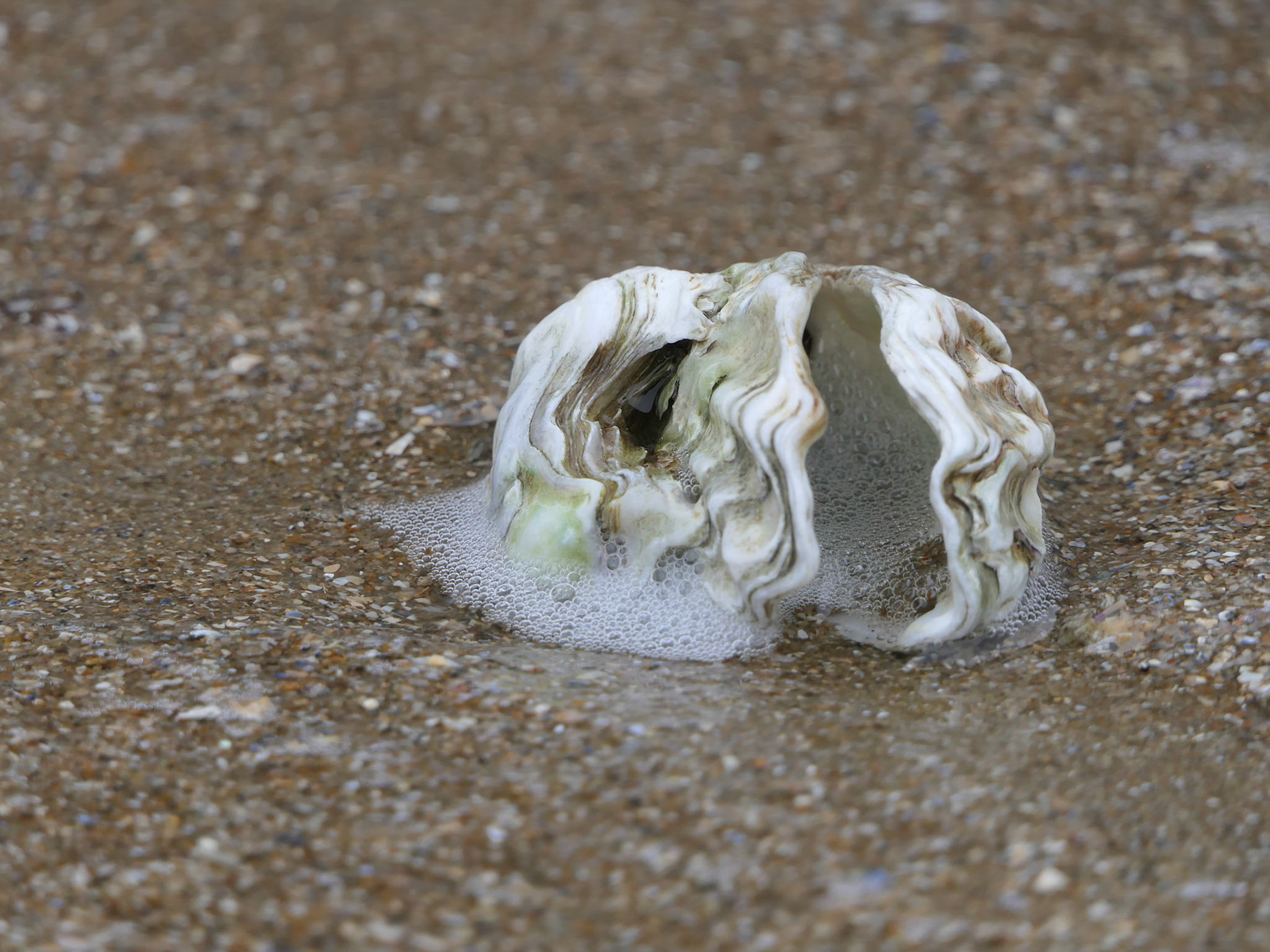 Laissé par la marée