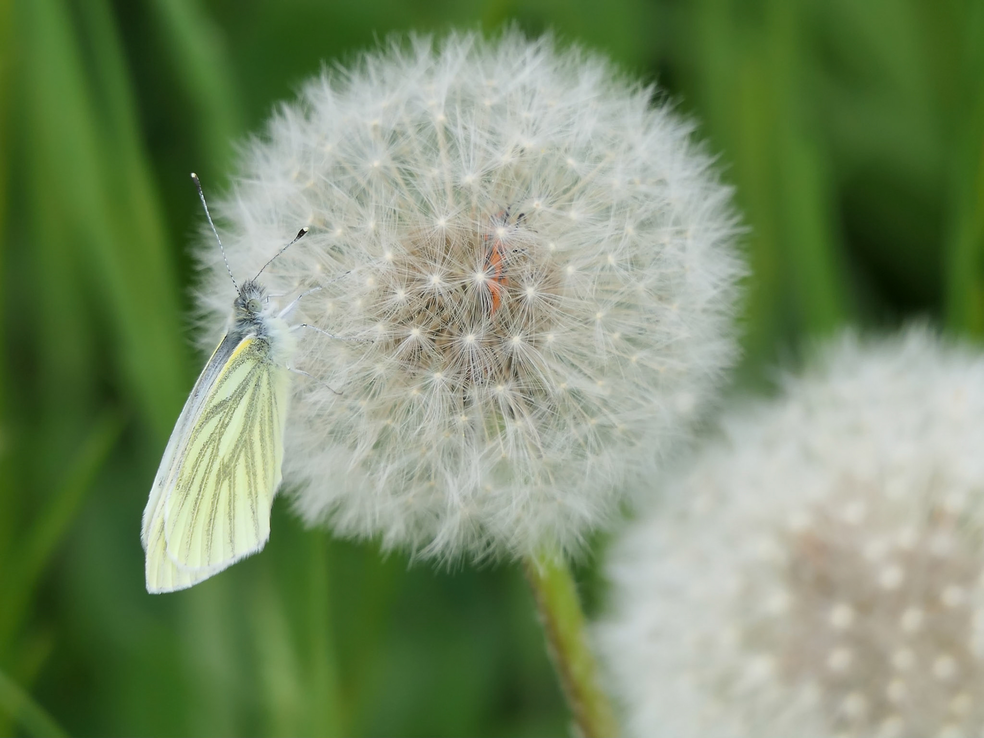 Papillon sur pissenlit