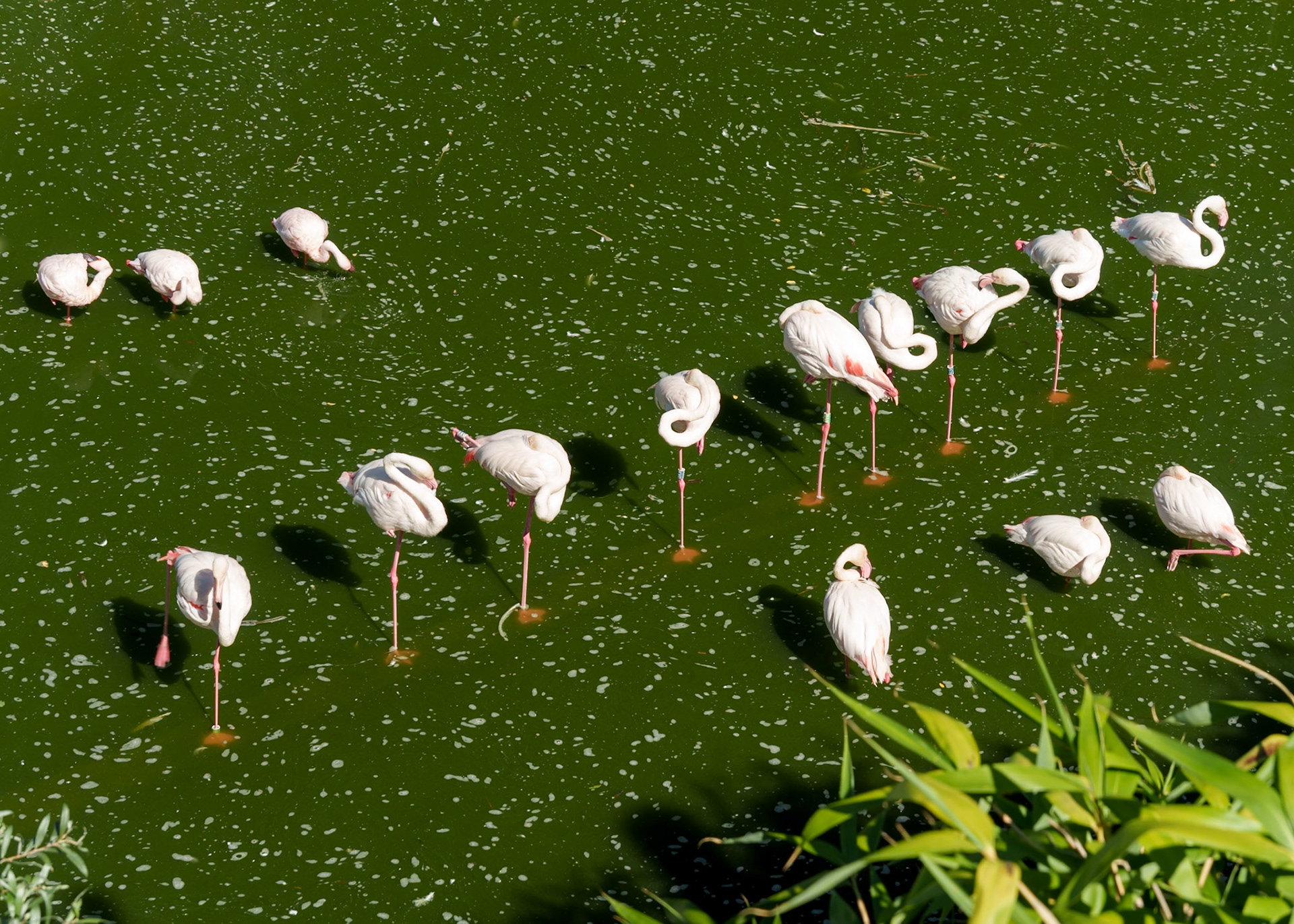 Parc aux oiseaux 5