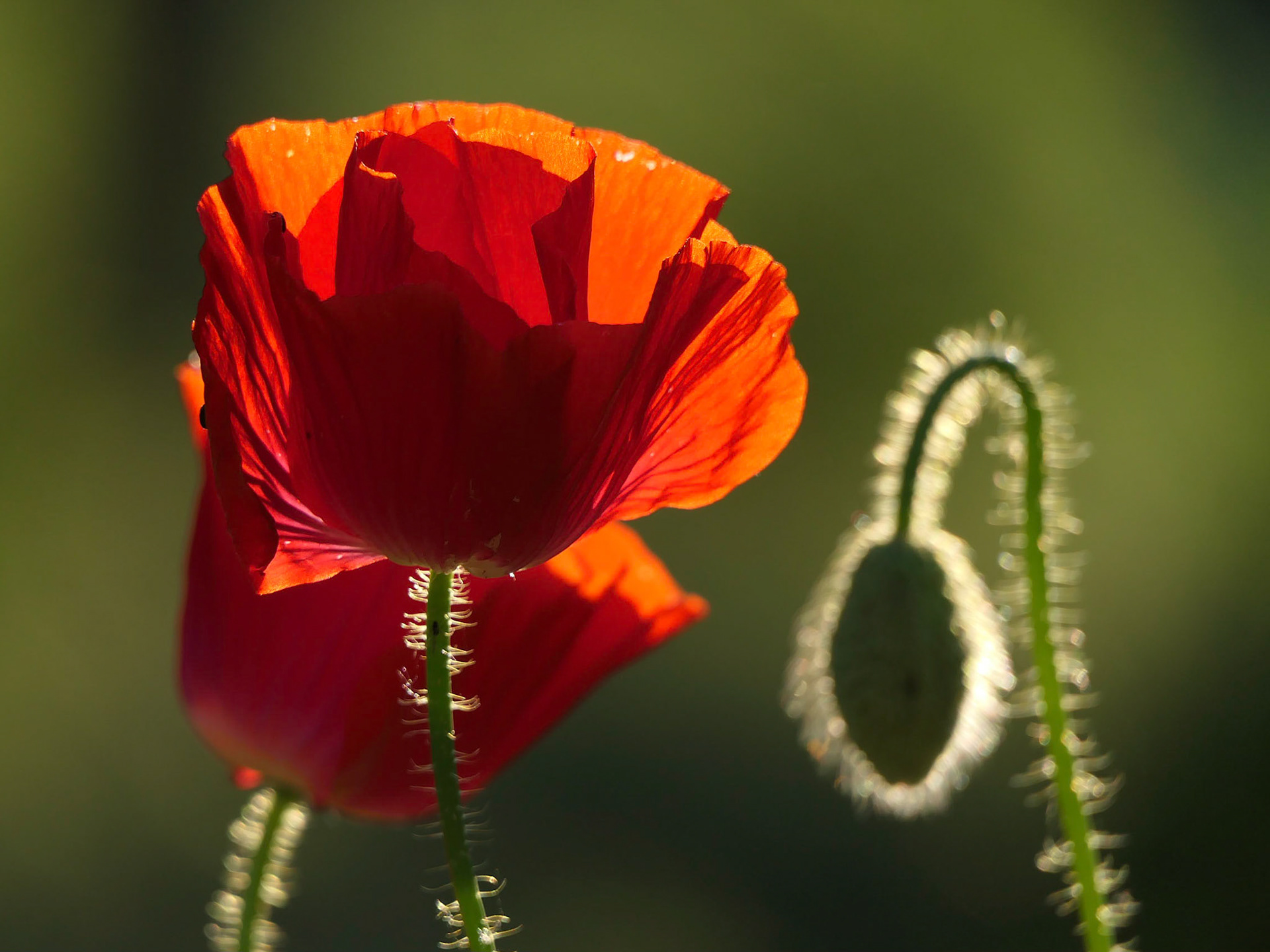 Coquelicot