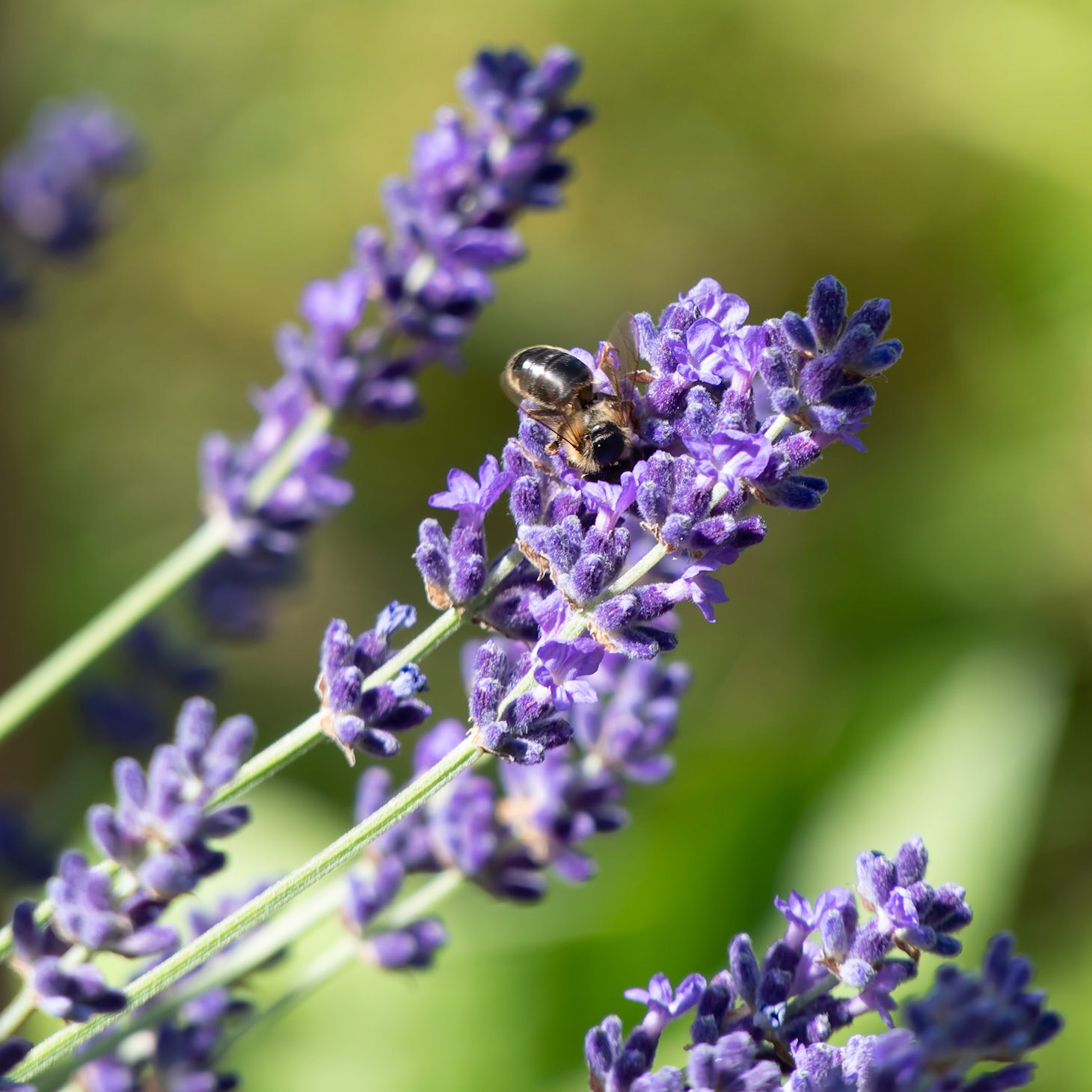 Abeille et lavande