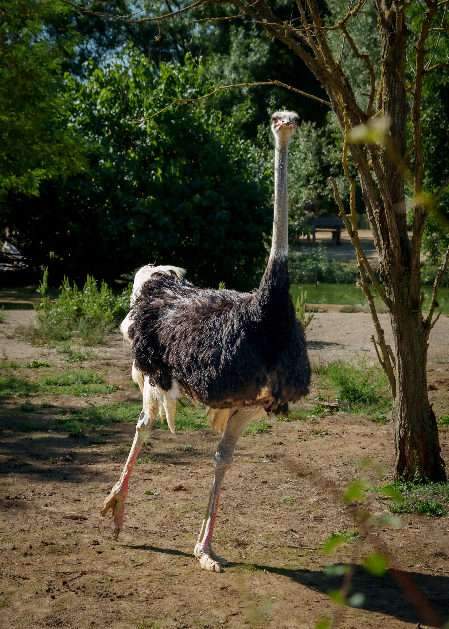 Parc aux oiseaux 3
