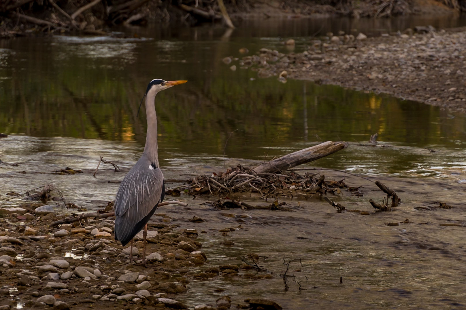 Au bord de la rivière