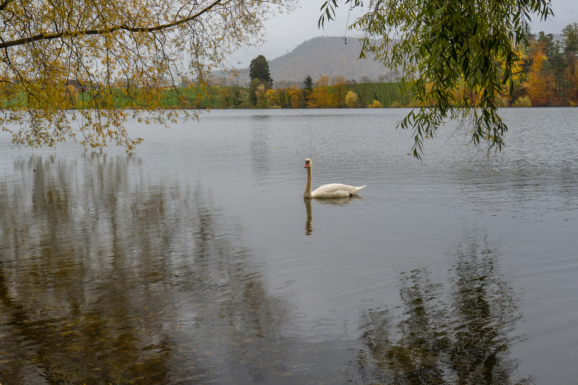 Cygne sur le lac de Bret