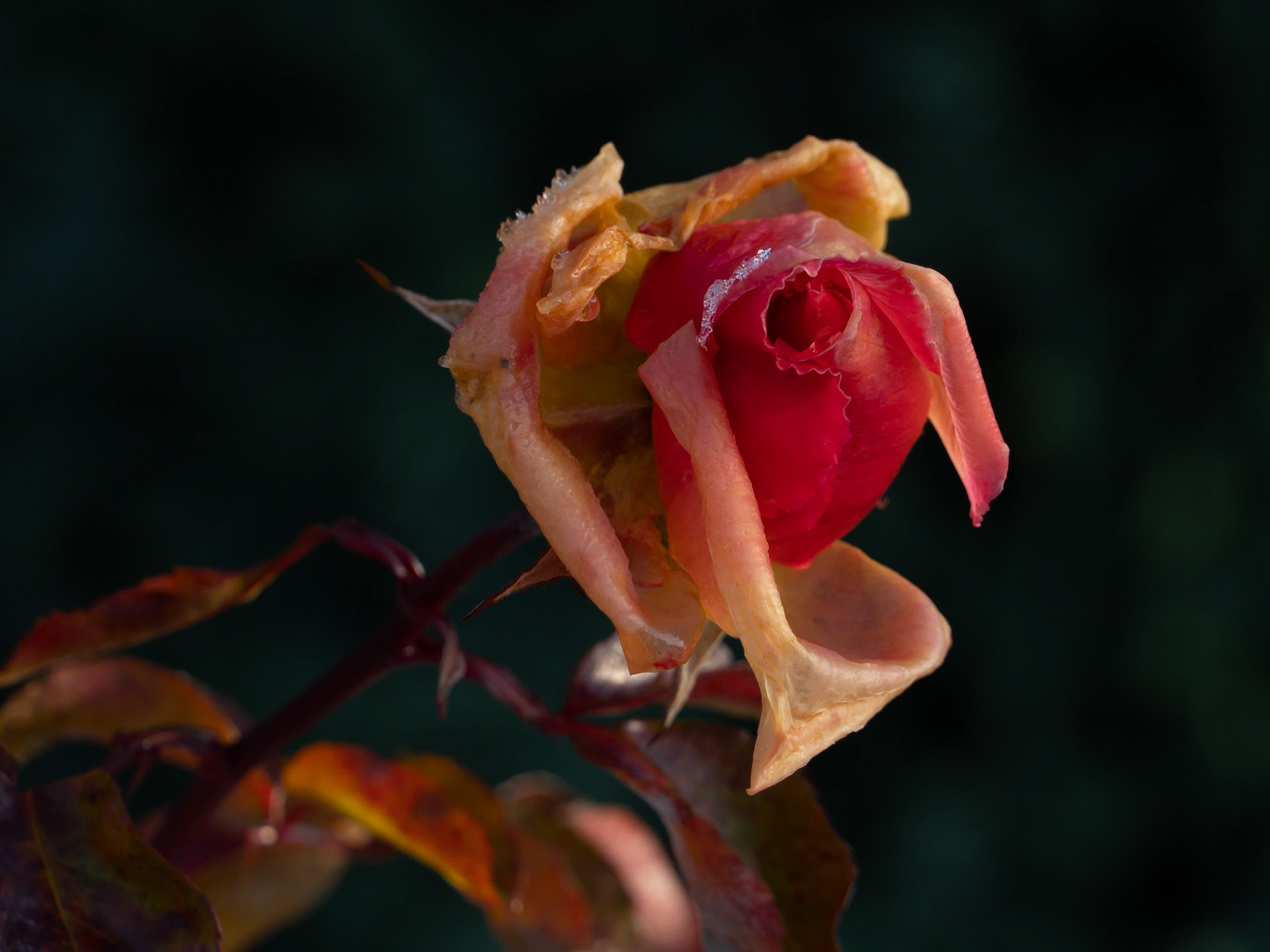 Rose gelée