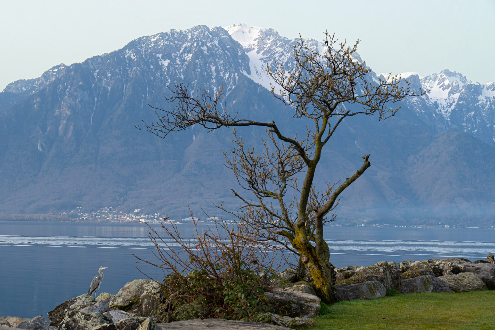 Héron au bord du lac