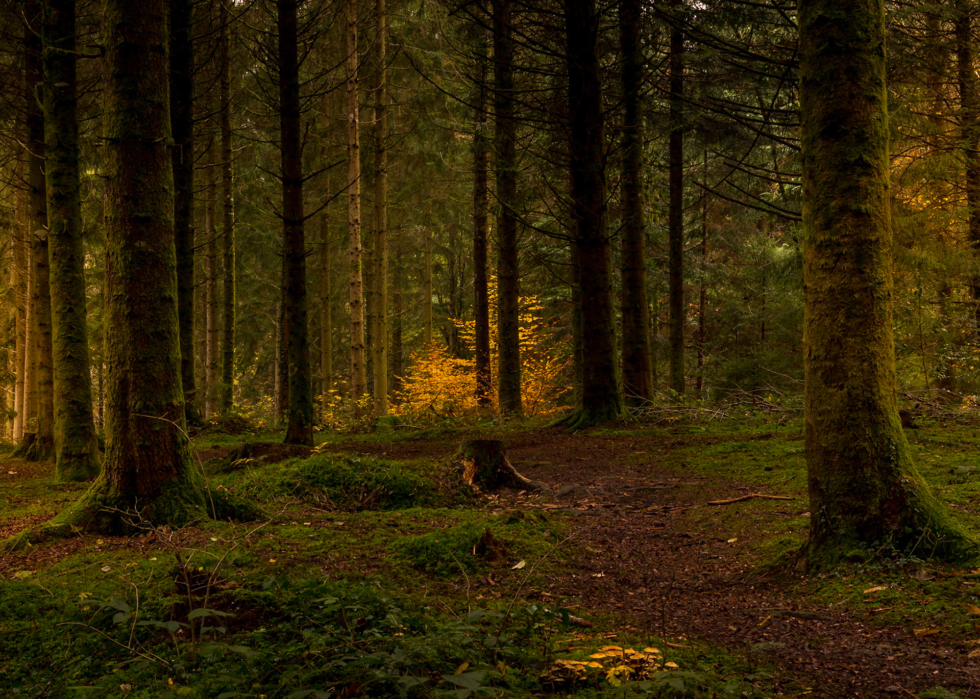 Automne au fonds des bois
