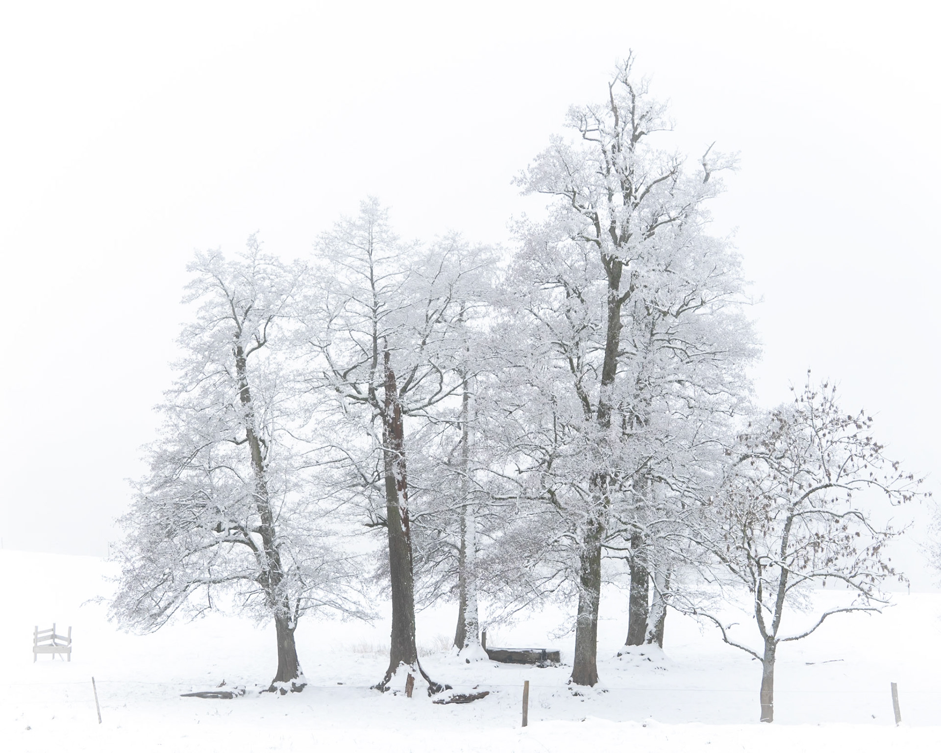 Entre neige et brouillard