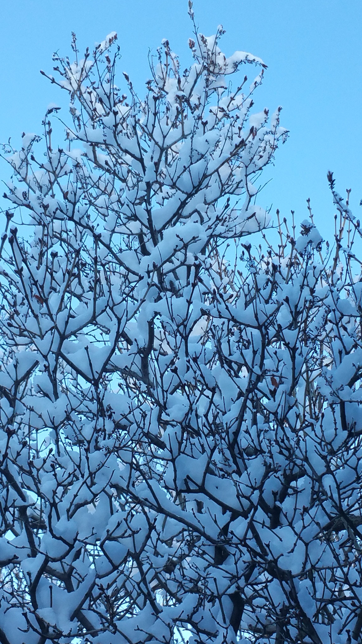 snow art