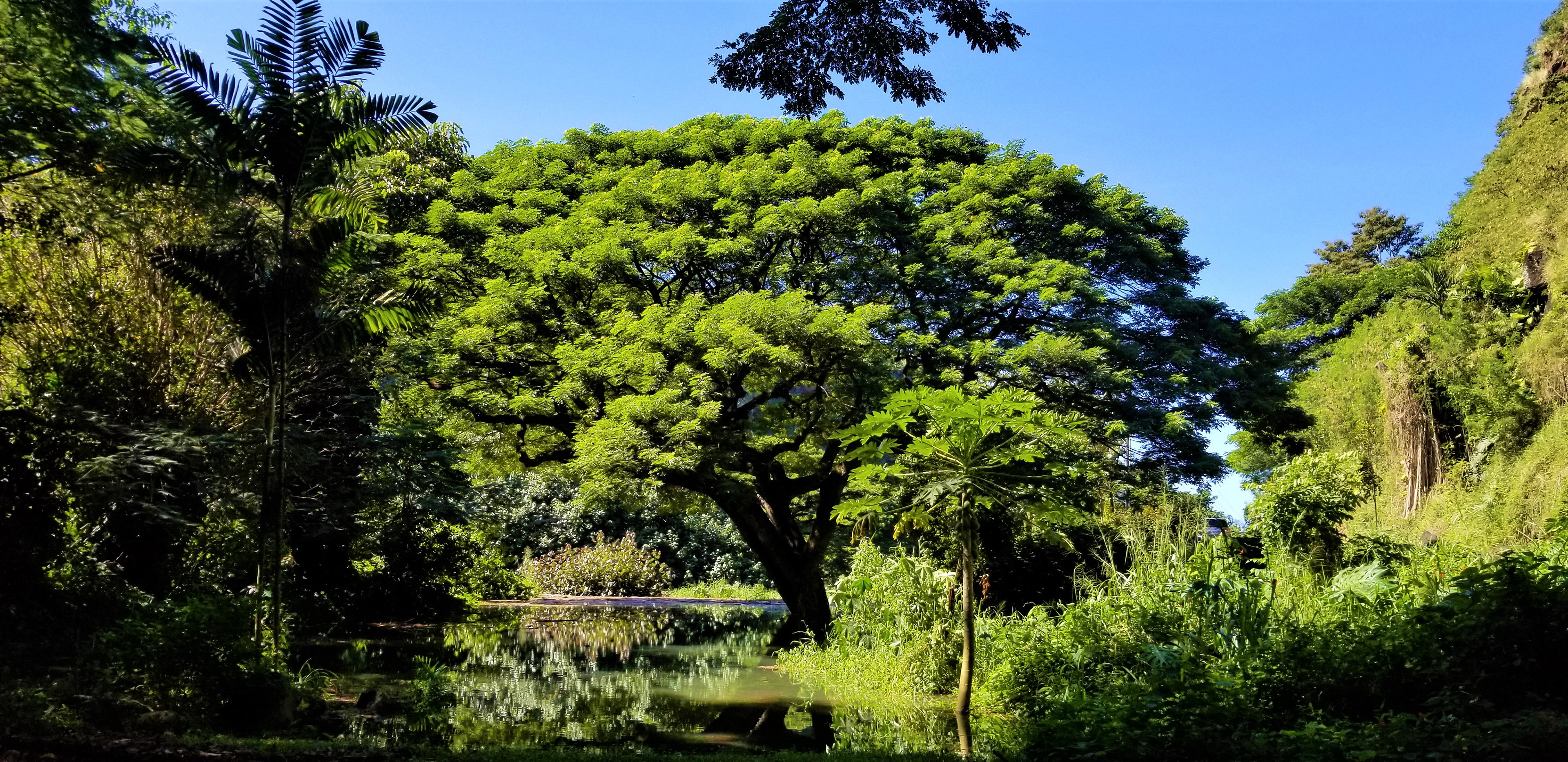 Waimea