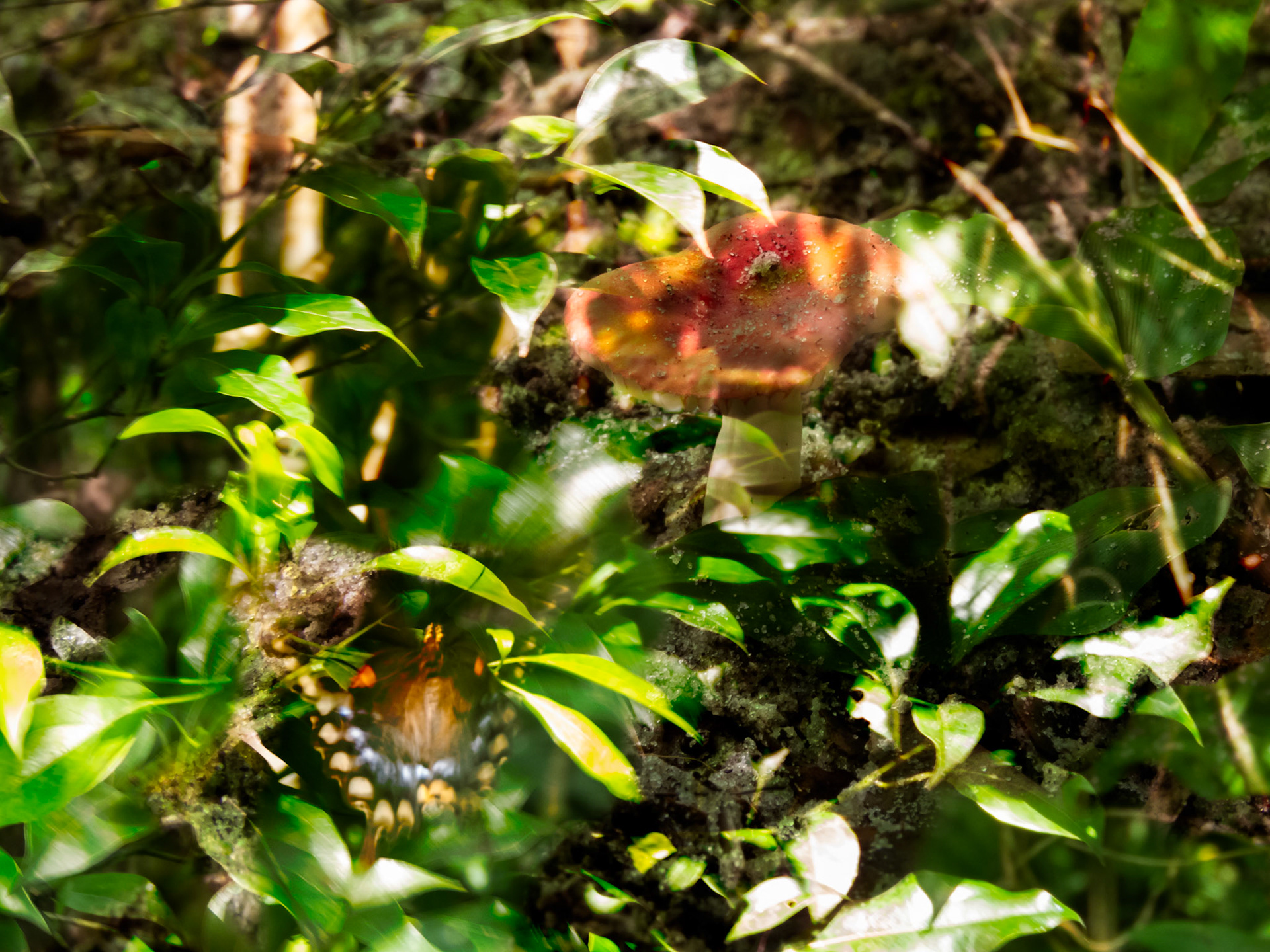 Mushroom + Butterfly