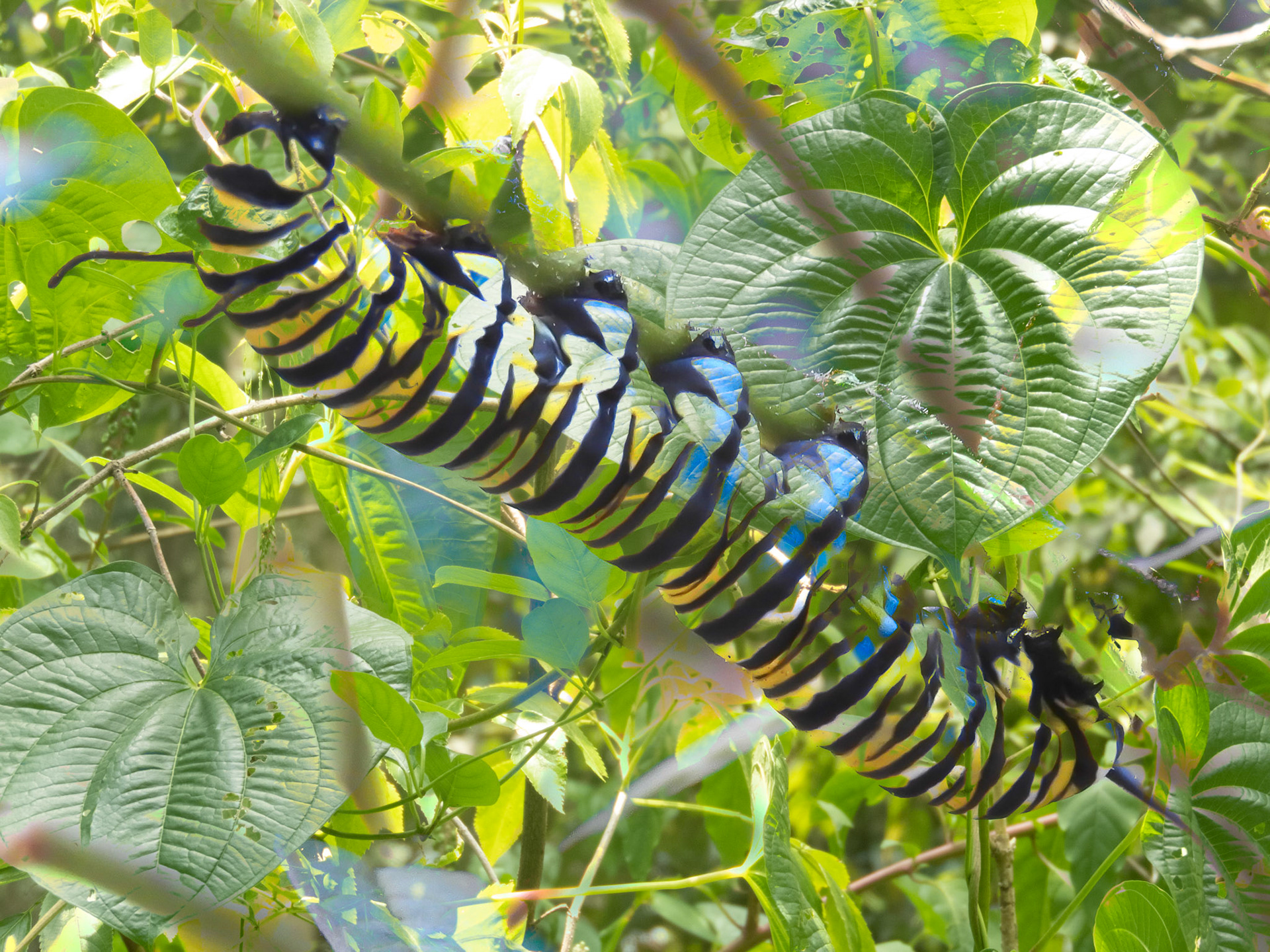 Caterpillar + Big Leaves