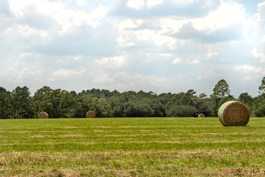 "Hay Field - Mossy Head, FL", Digital photography, 5.3" x 8", 2023