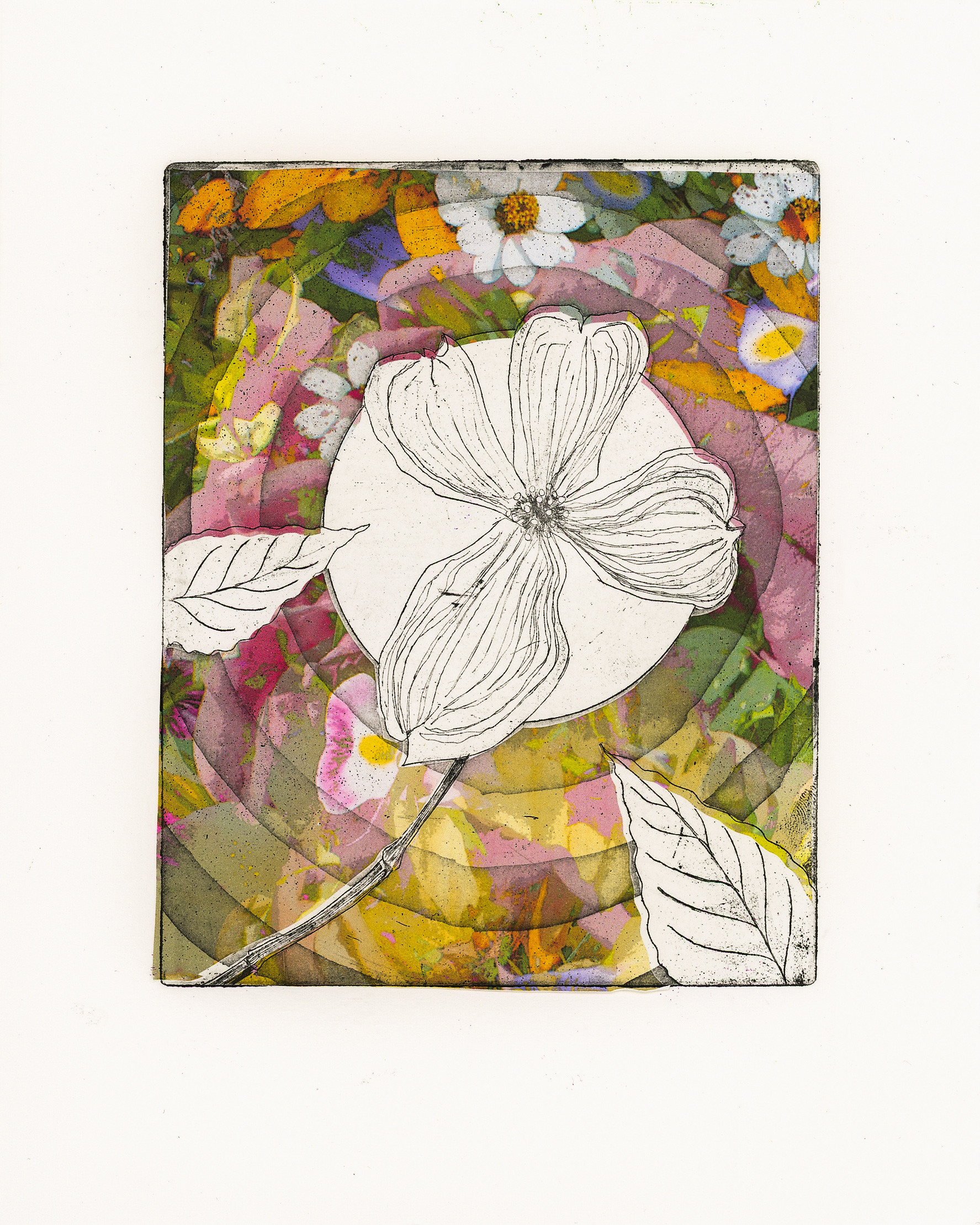 "Dogwood", Copper Plate Etching with Copper Etching Print with Digital Photography Chine-colle, 7" x 8.5", 2022
