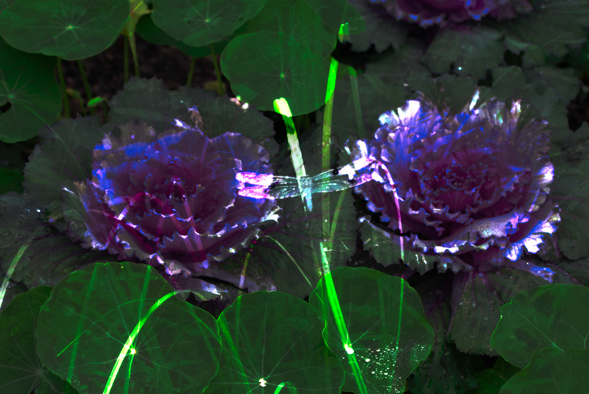 Dragonfly + Cabbages