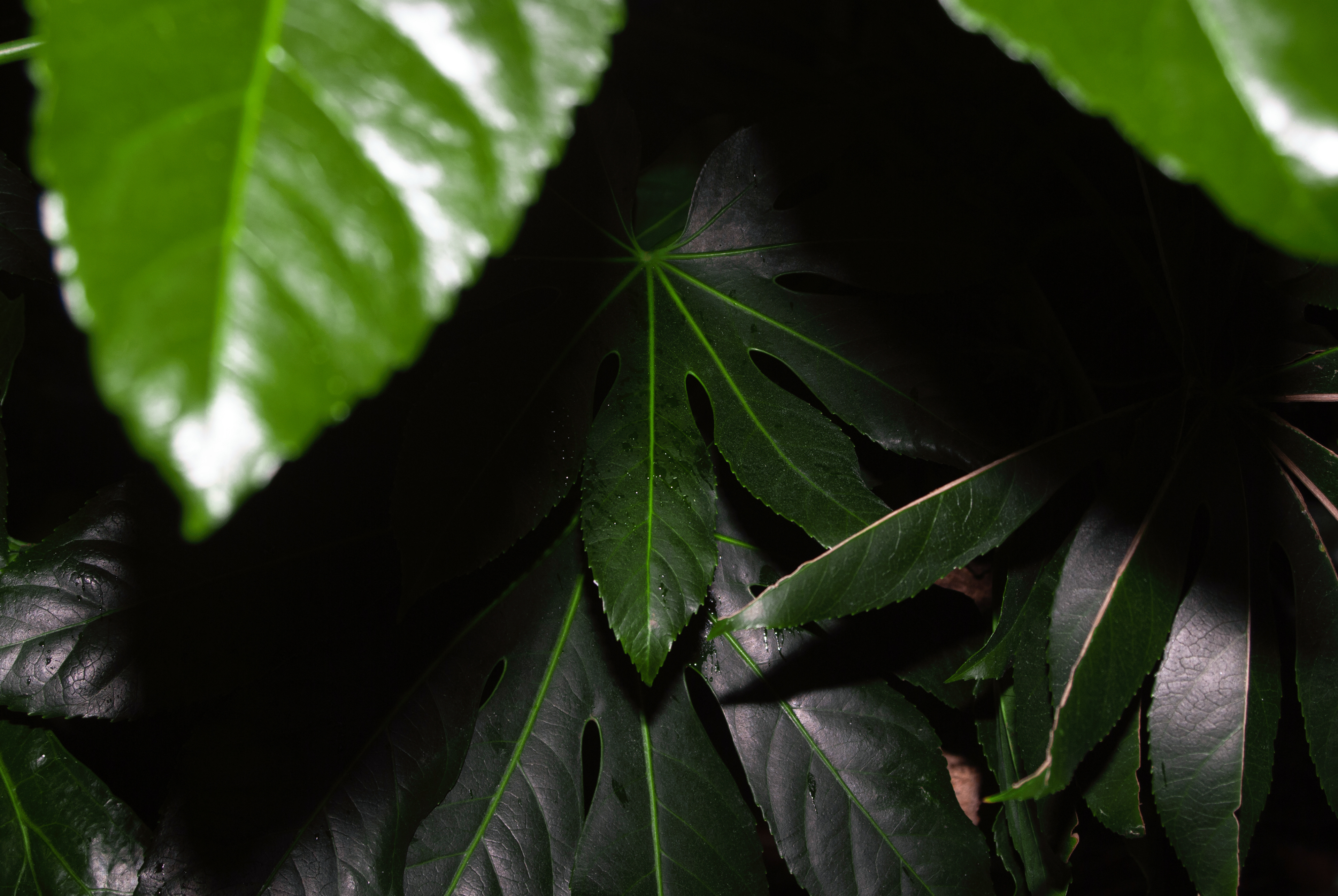 Secret Life of Plants - Use external flash only.