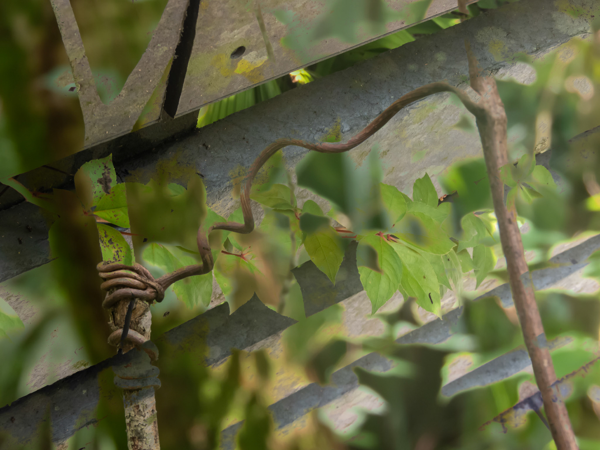 Suspended Twigs + Vine Walkway