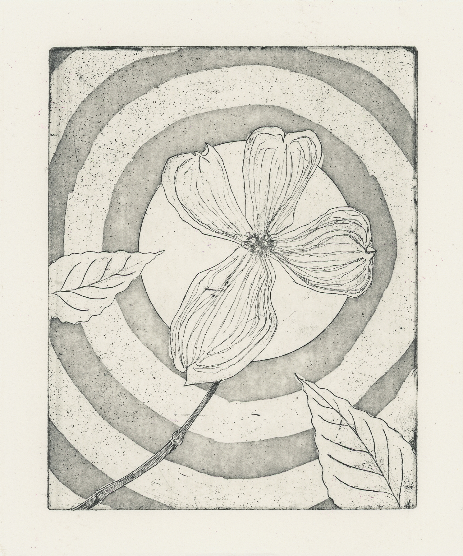 "Dogwood", Copper Plate Etching with Aquatint, 6" x 7.5", 2022