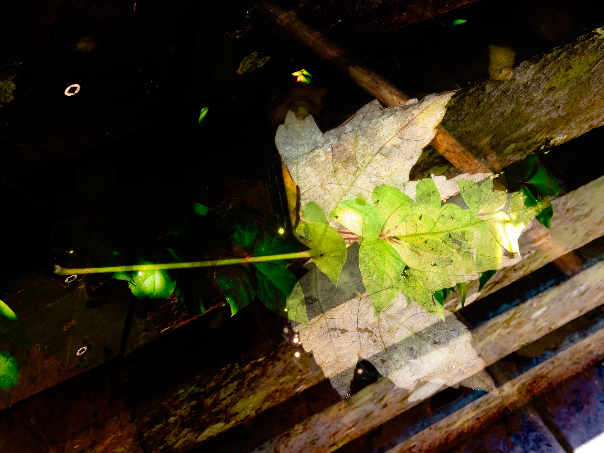 Leaf + Vine Walkway