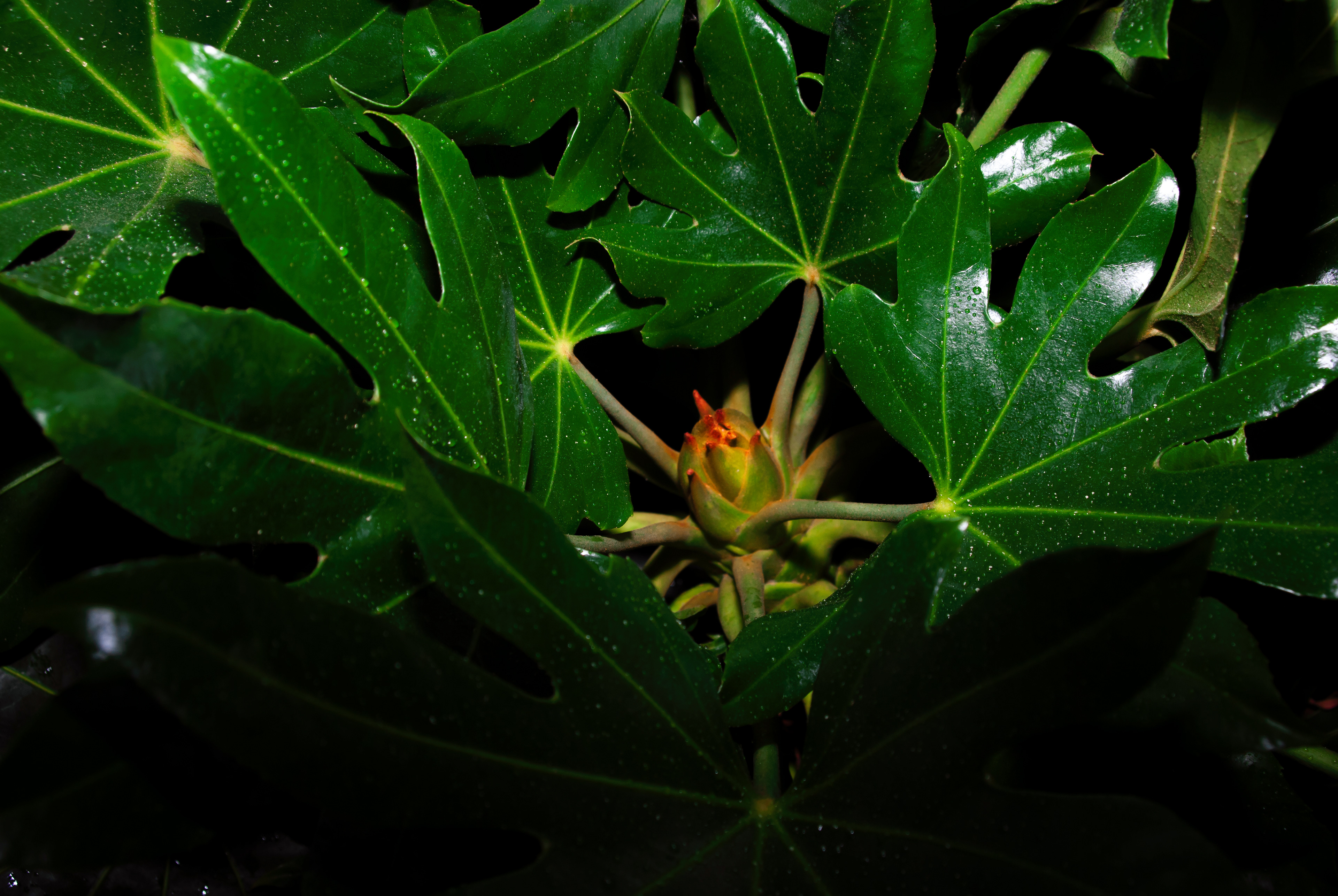 Secret Life of Plants - Use external flash only.