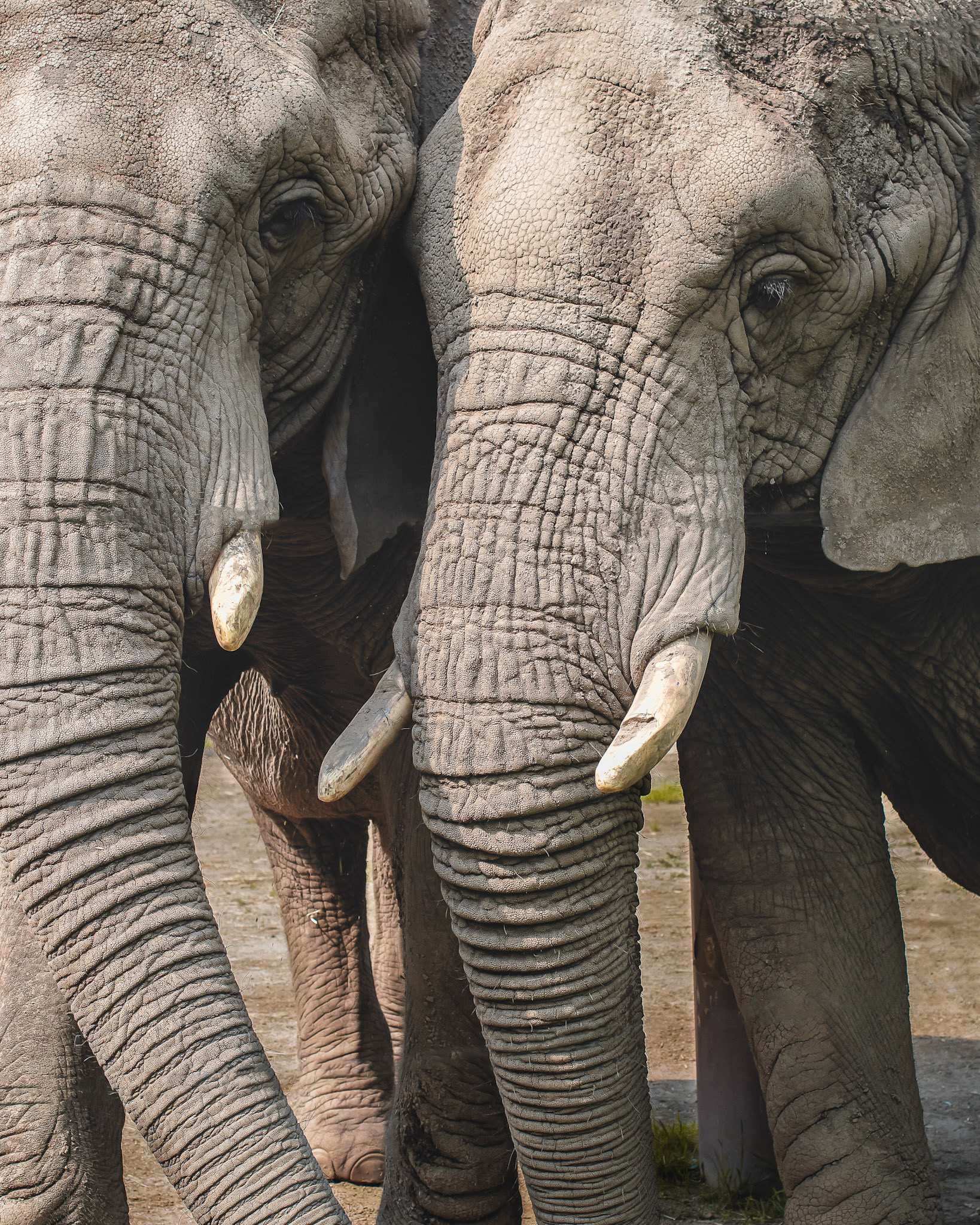 Tusks