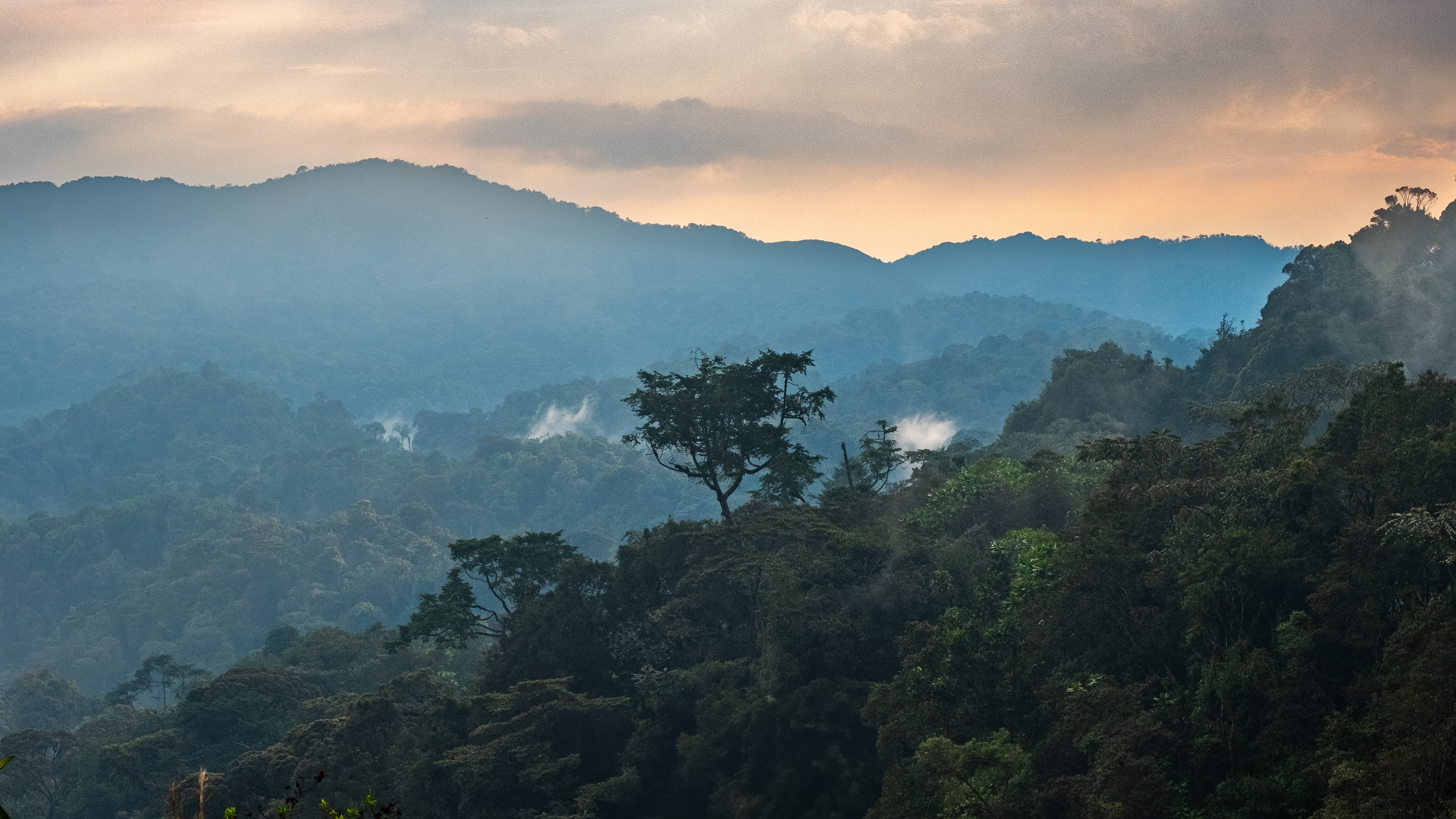 Mist over the rainforest sunset