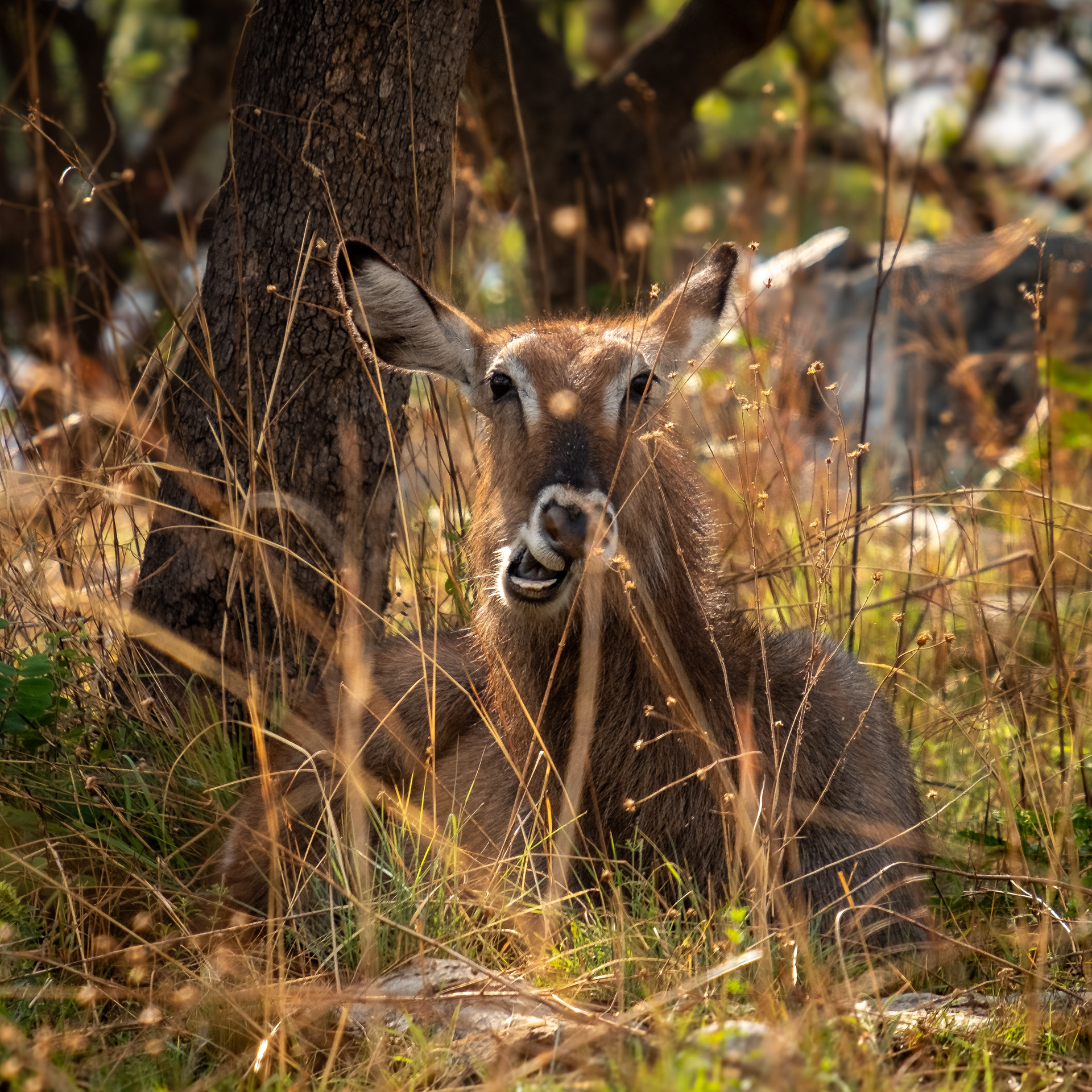 Deer lying down chewing