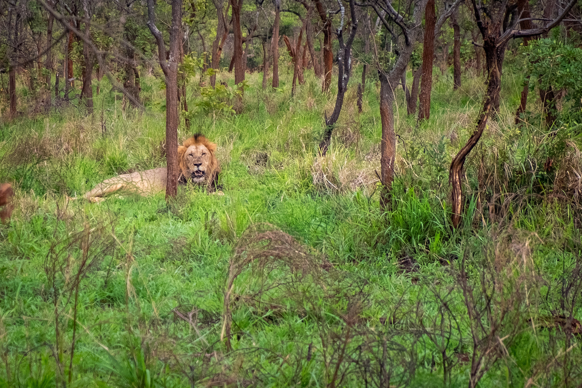 Lion taking a rest