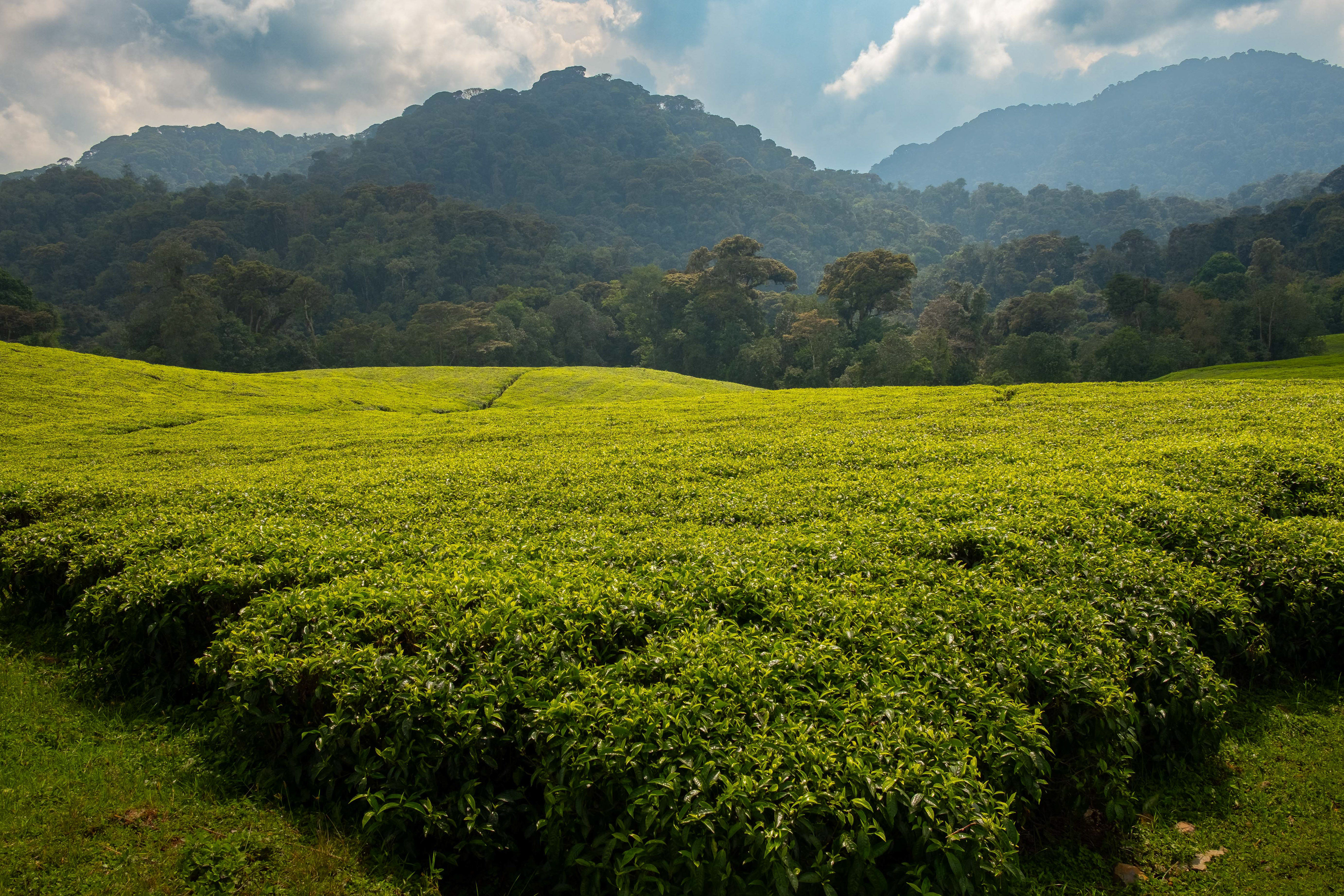 Tea plantation and rainforest