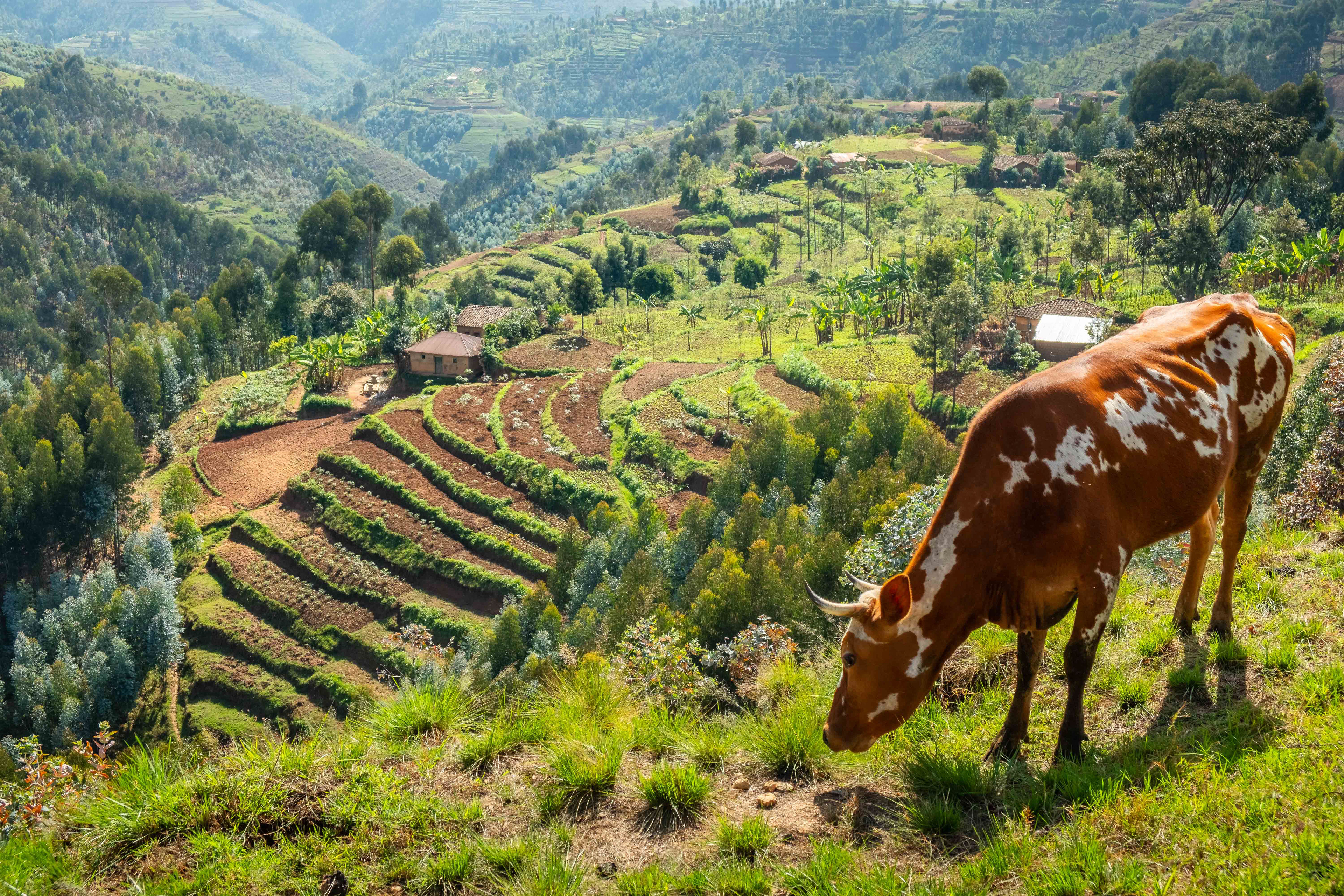 Cow eating on mountainside
