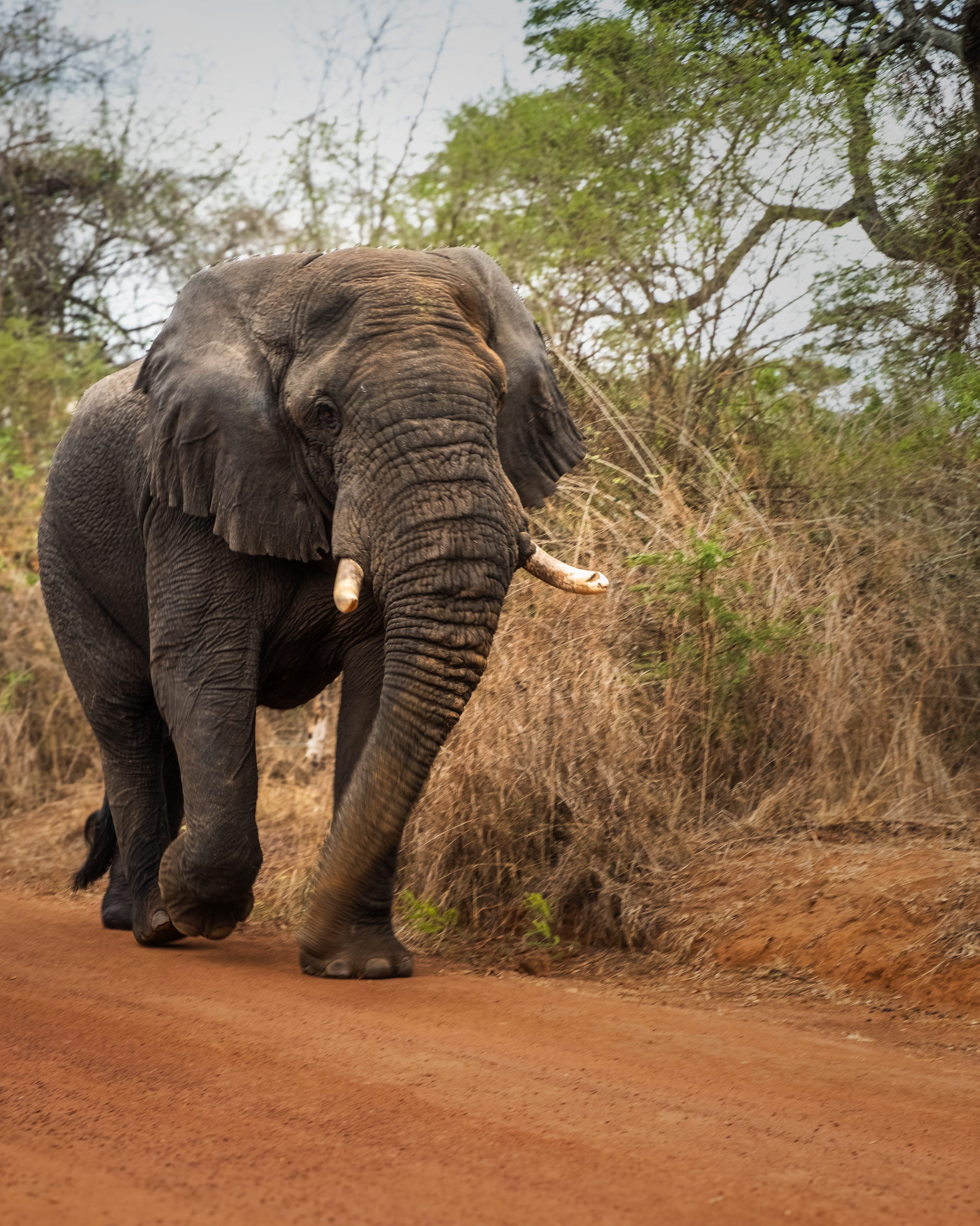 Elephant walking on safari
