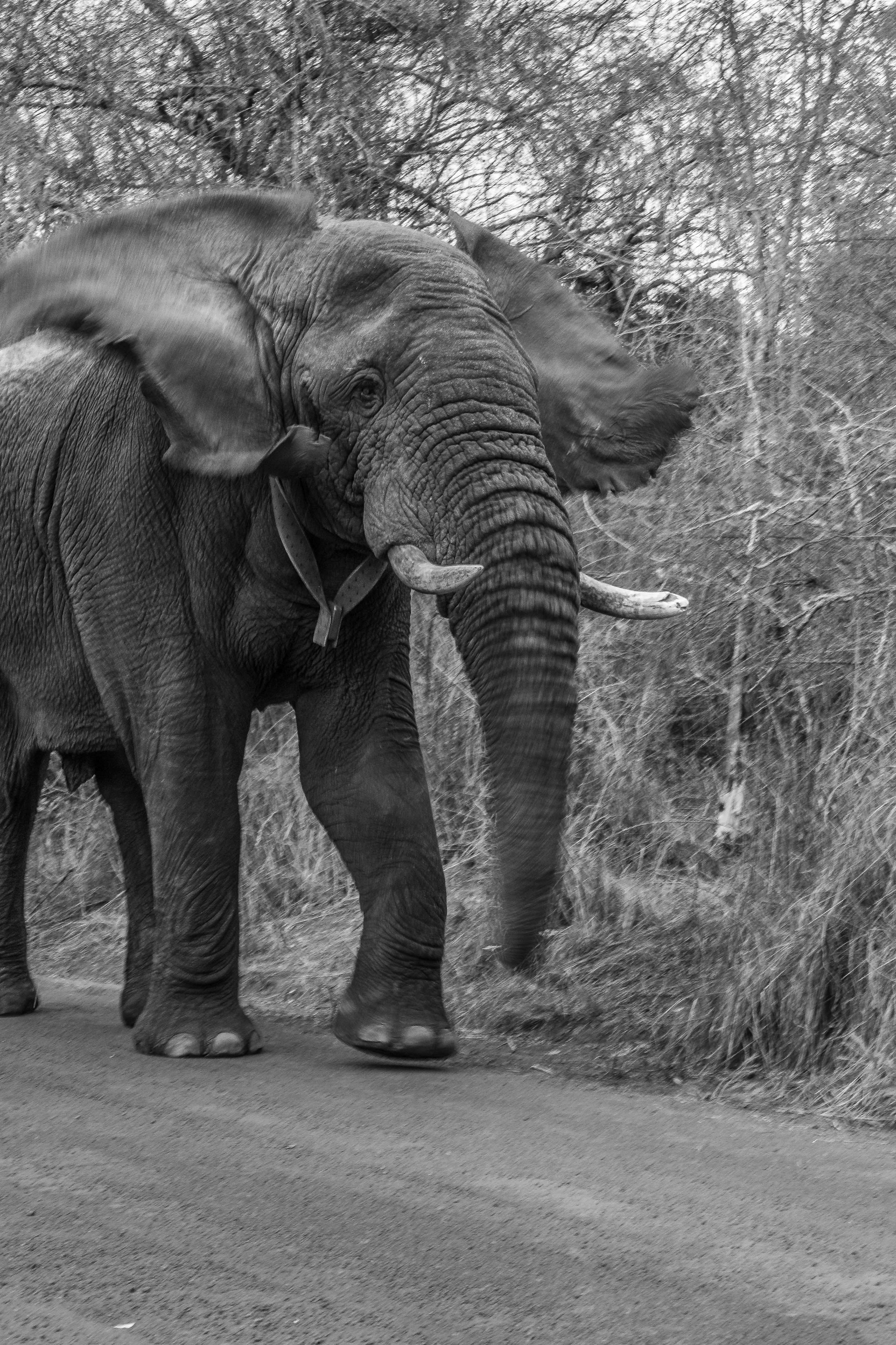 Elephant charging on safari