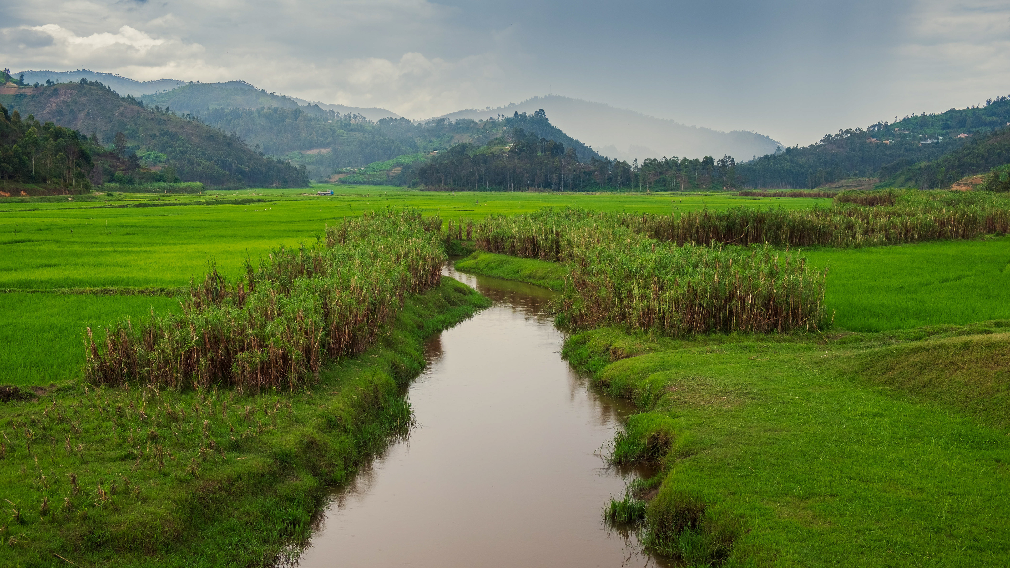 River in rice fields and paddys