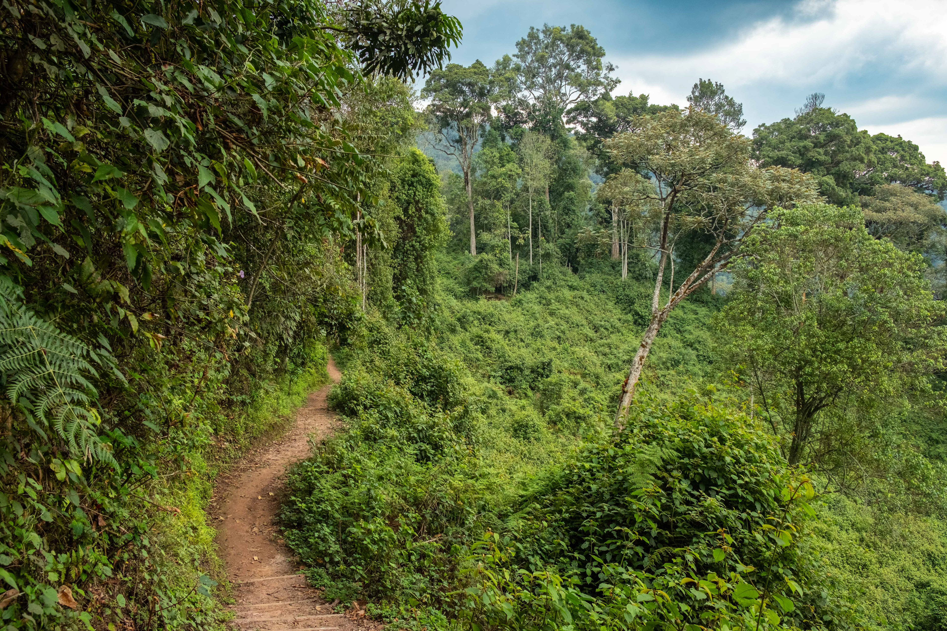 Path through jungle