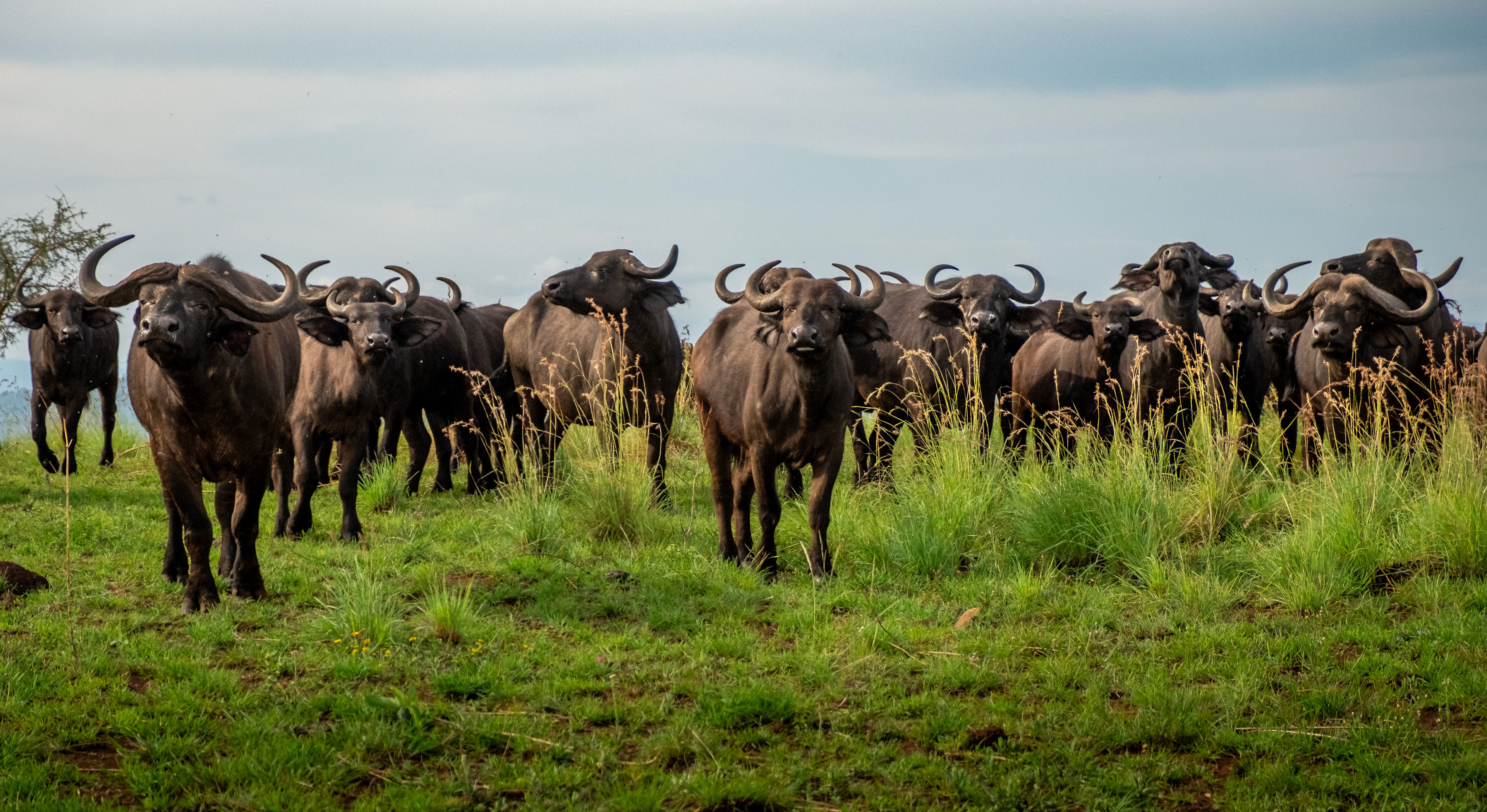 Herd of Buffalo approaching