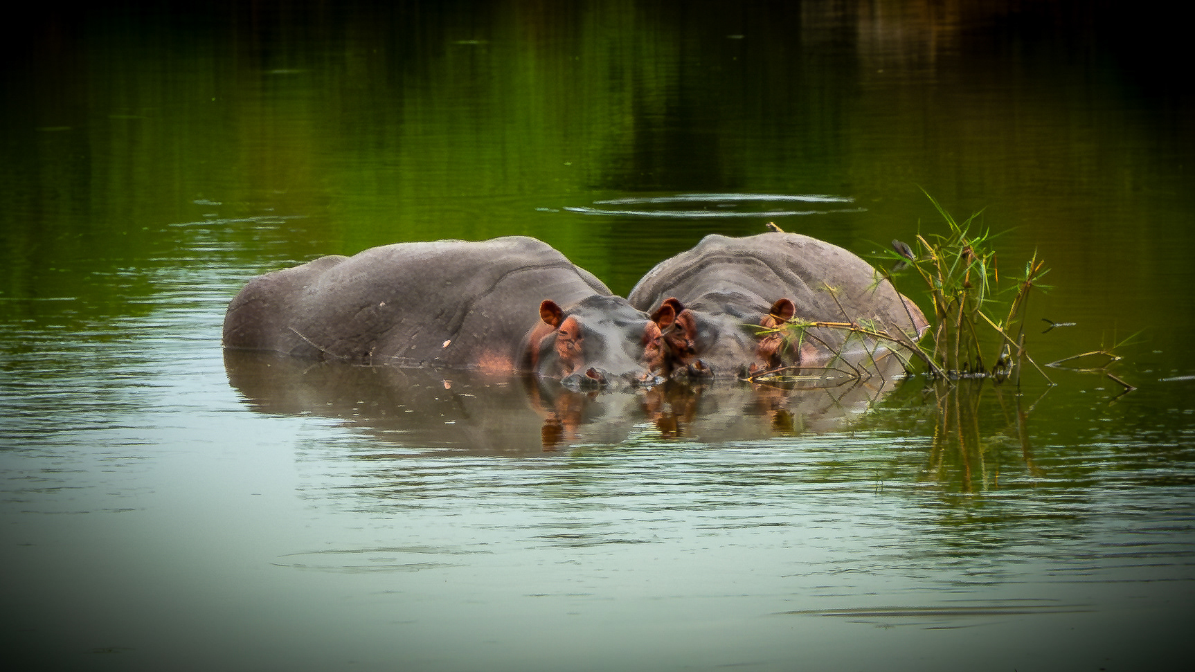 Two hippos slightly submerged
