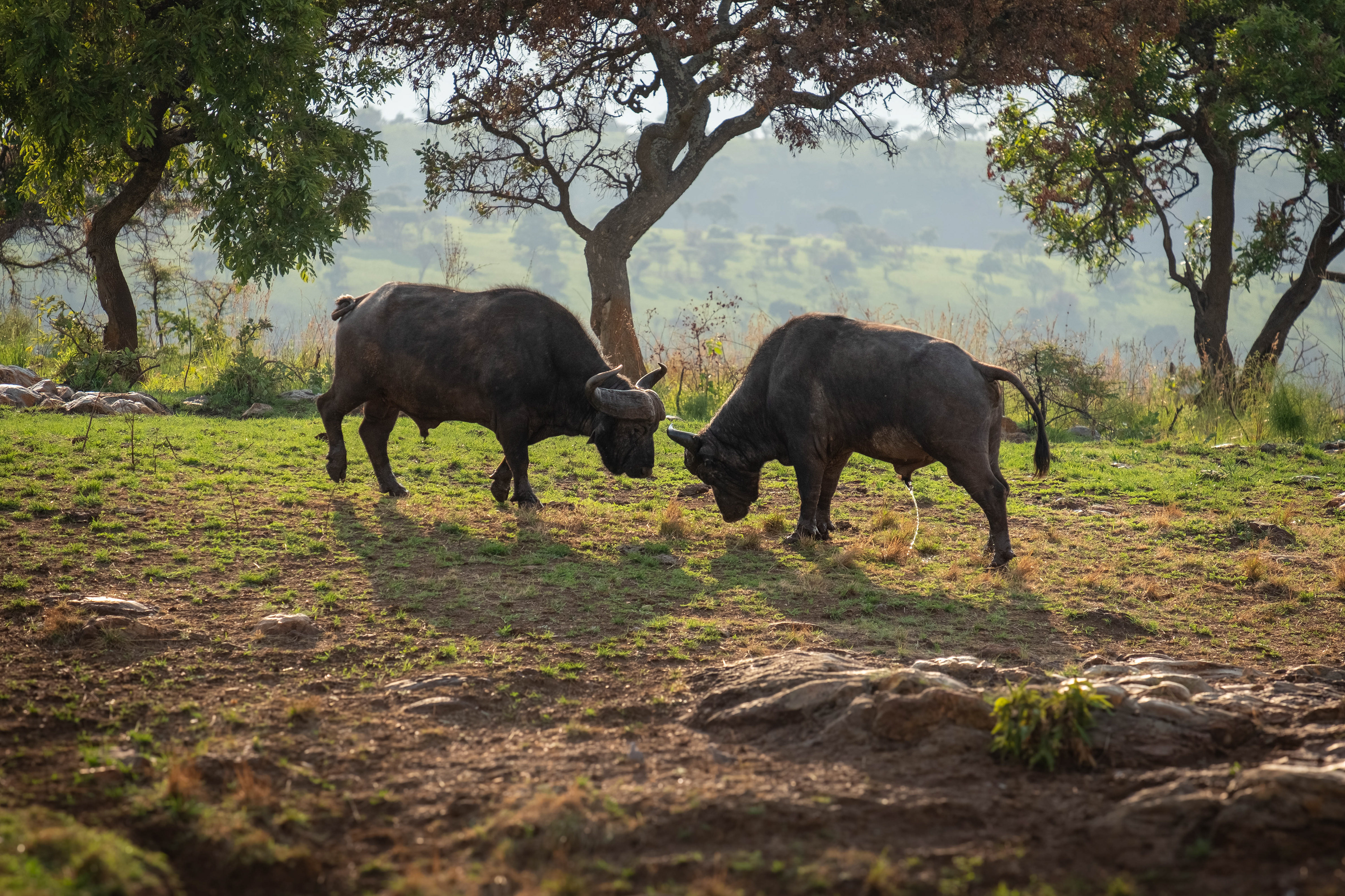 Two bull buffalo butting heads