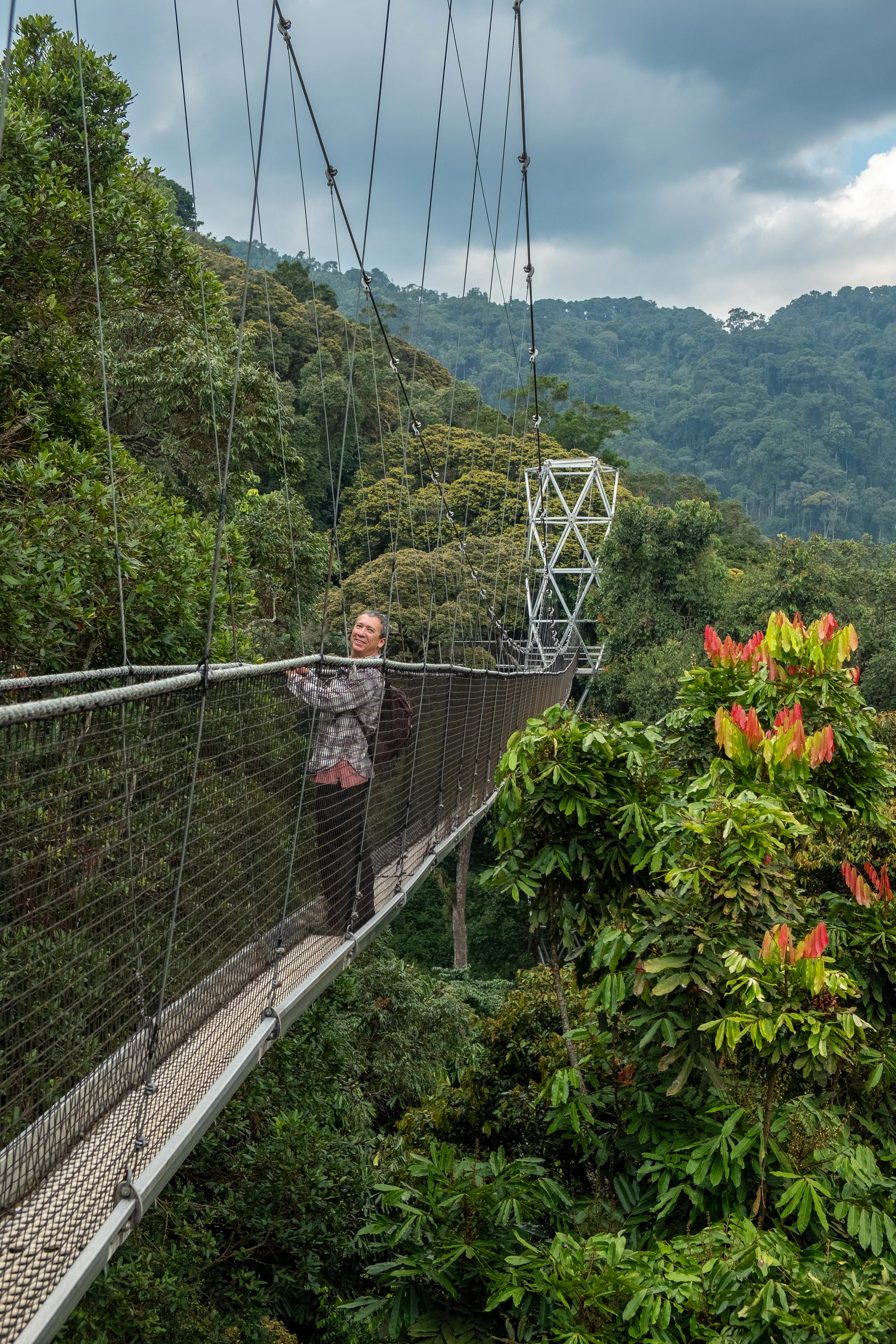 Tourist on forest canopy walk