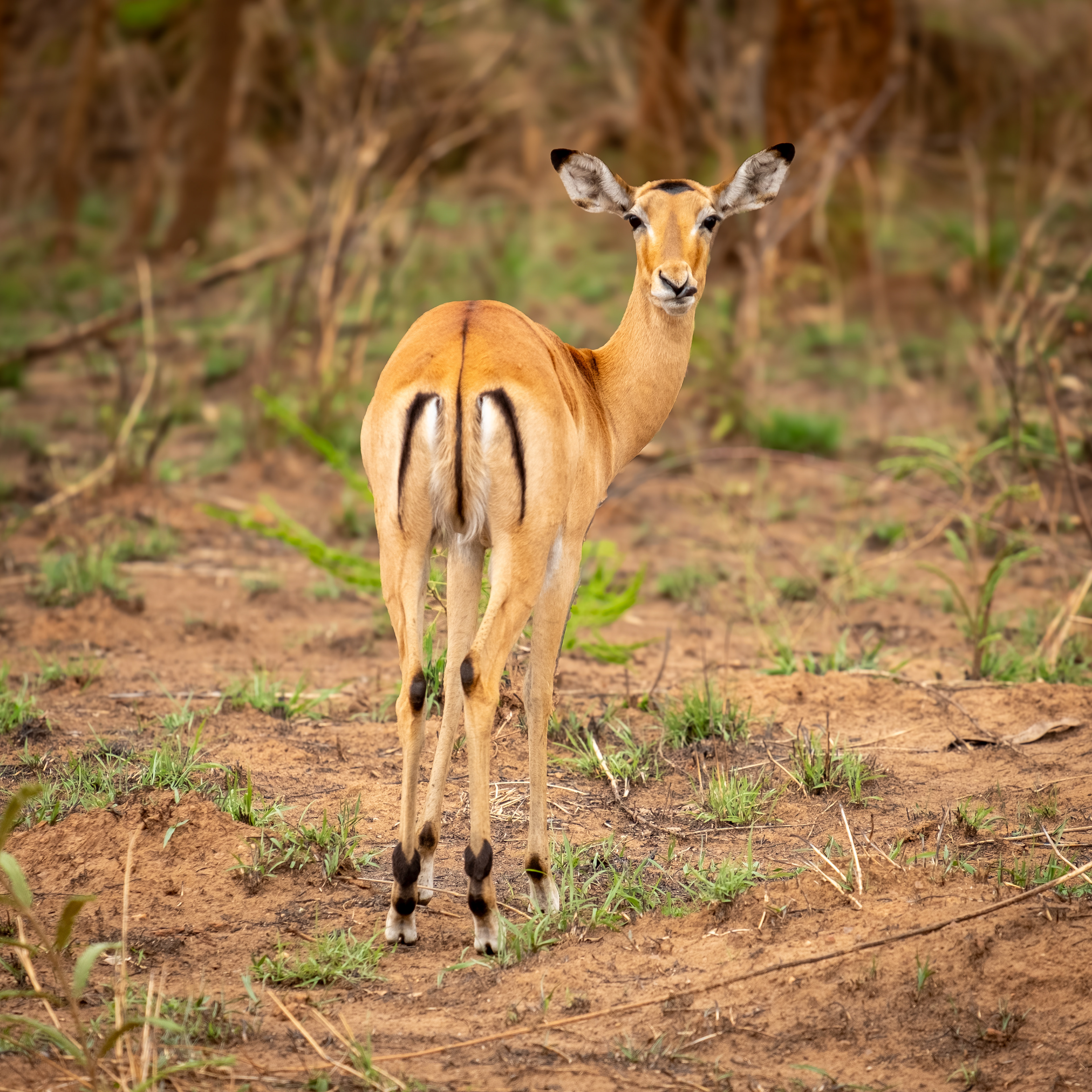 Impala watching