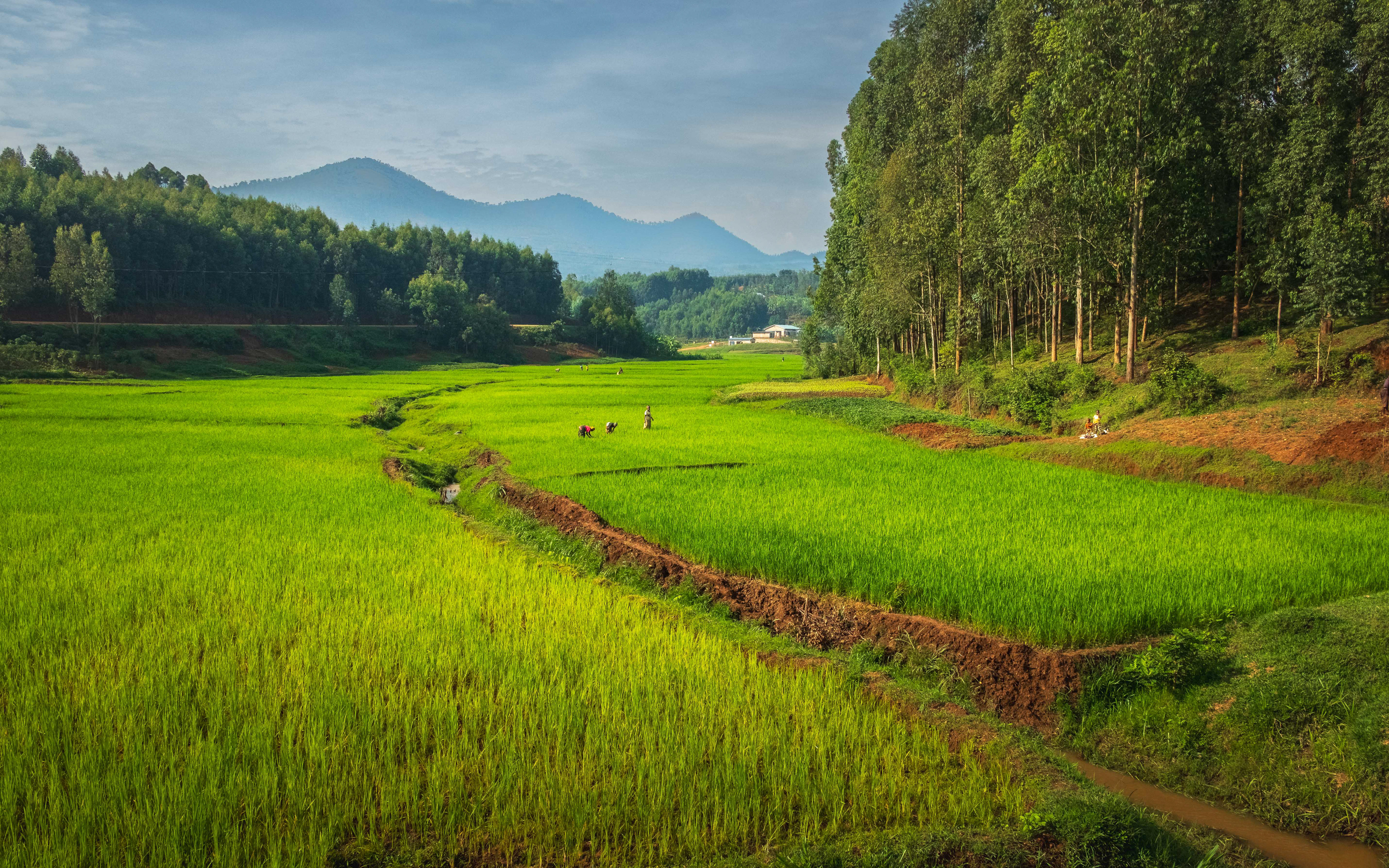 Rice paddy Rwanda dike